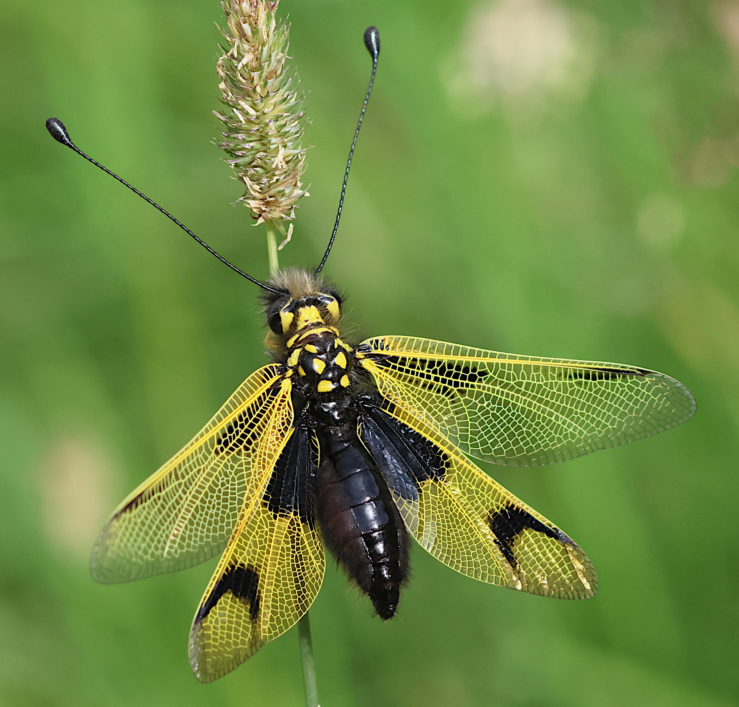 Afficher le média libelloides_longicornis2bd libelloides_longicornis2bd