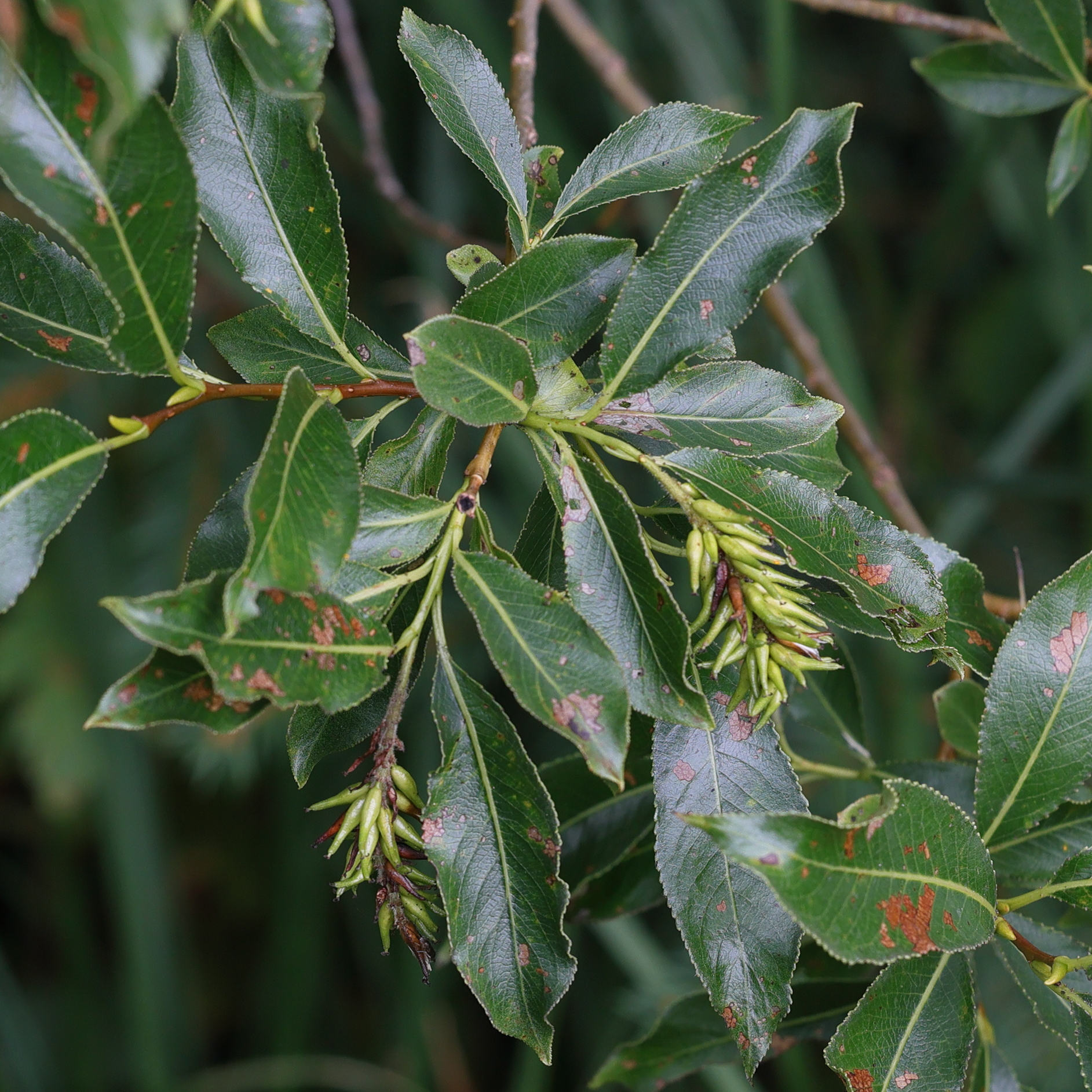 Afficher le média salix_pentandra4md salix_pentandra4md