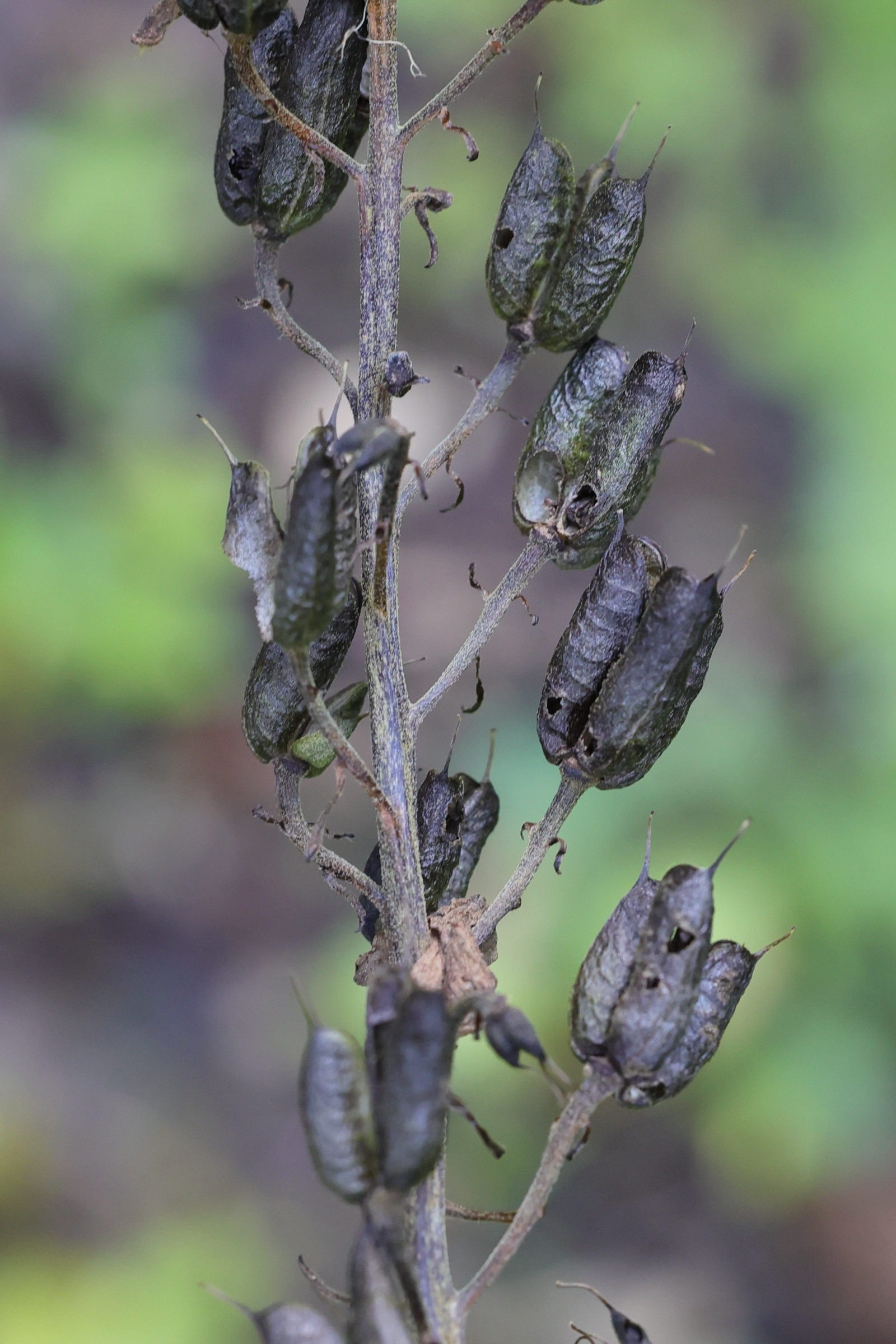 Afficher le média aconitum_lycoctonum_vulparia6md aconitum_lycoctonum_vulparia6md
