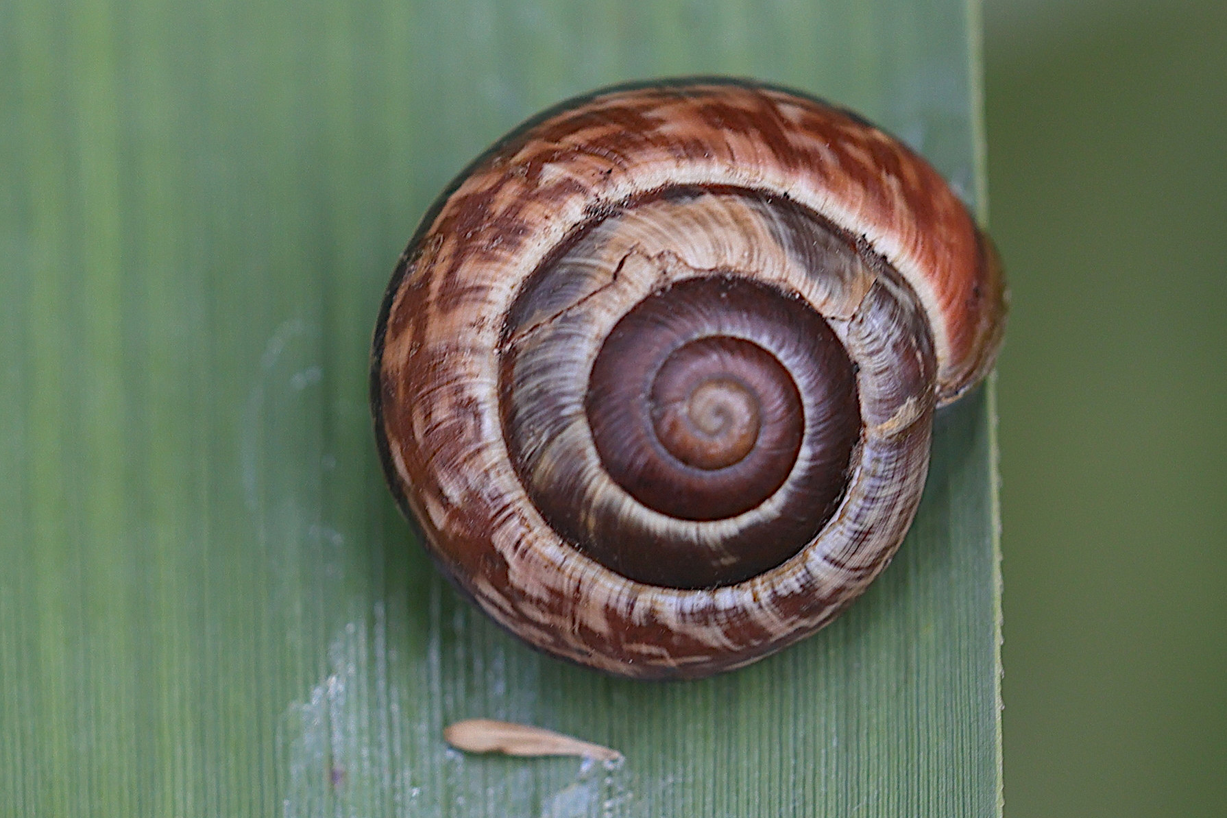 arianta_arbustorum2md