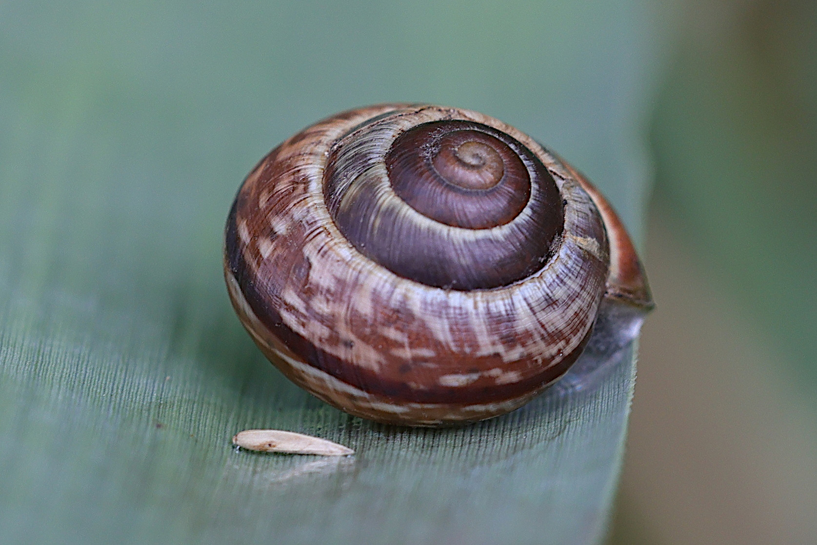 arianta_arbustorum3md