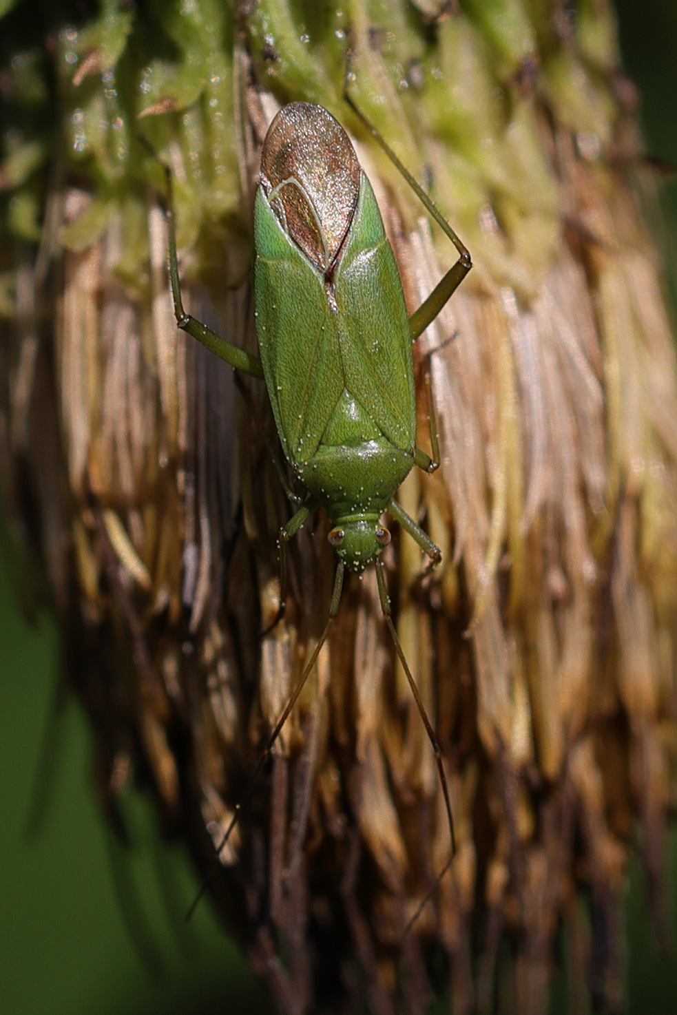 calocoris_affinis3md