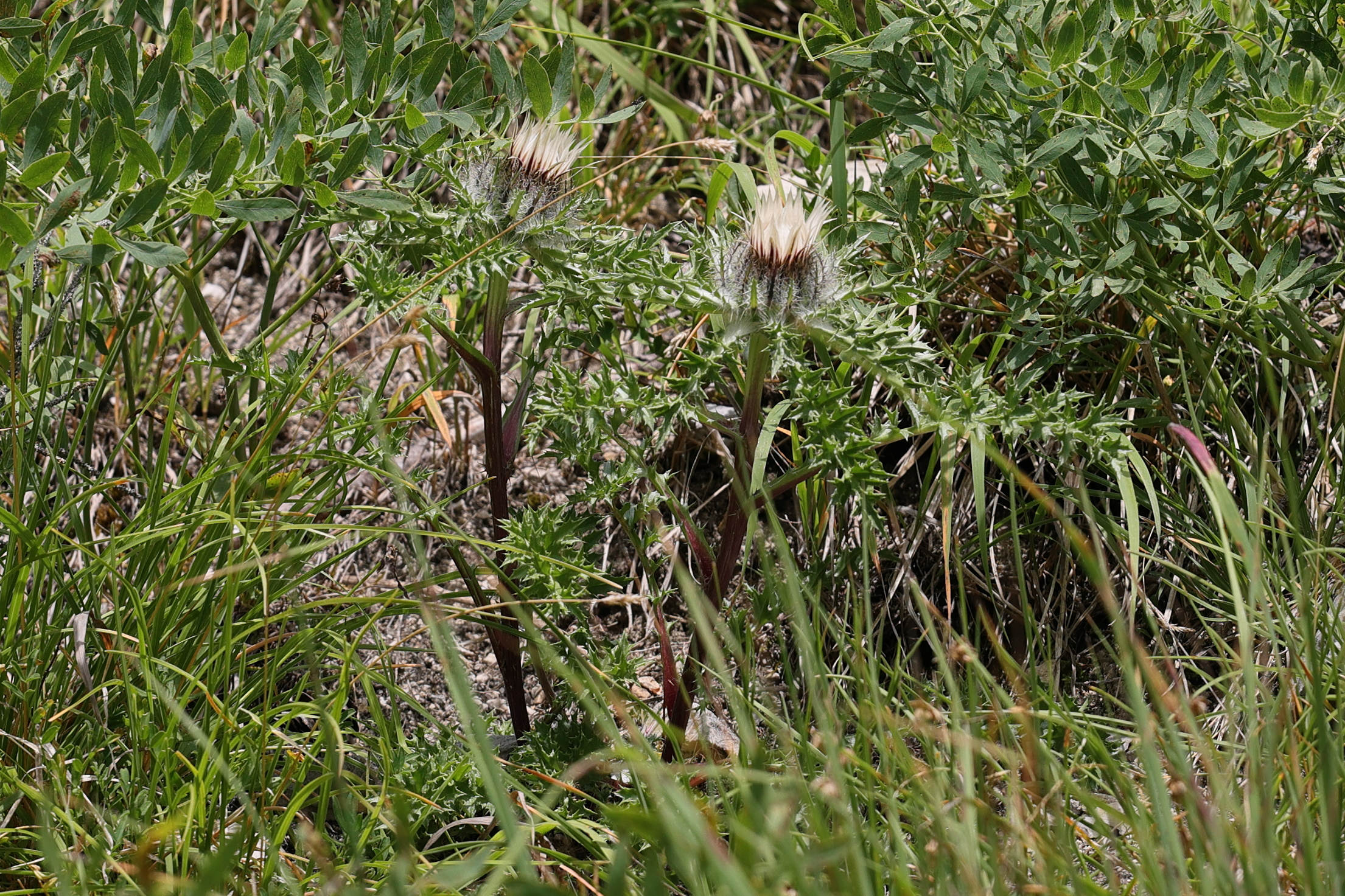 Afficher le média carlina_acaulis7md carlina_acaulis7md