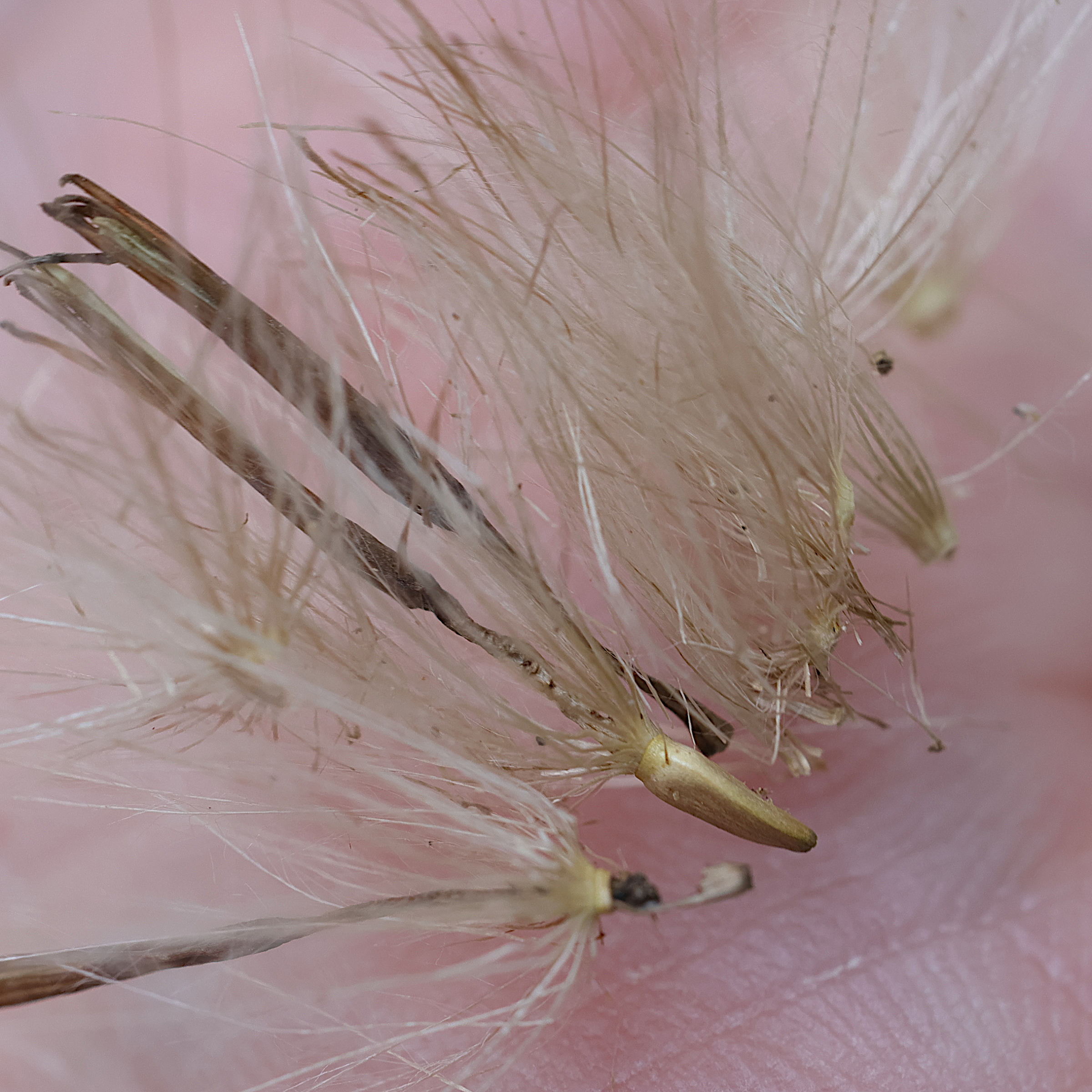 Afficher le média cirsium_erisithales6md cirsium_erisithales6md