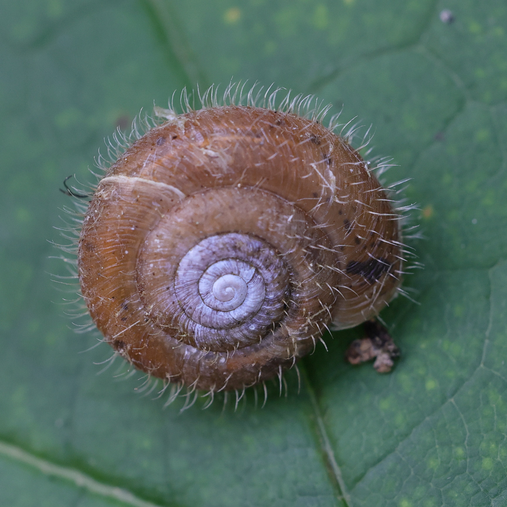 helicodenta_obvoluta1md