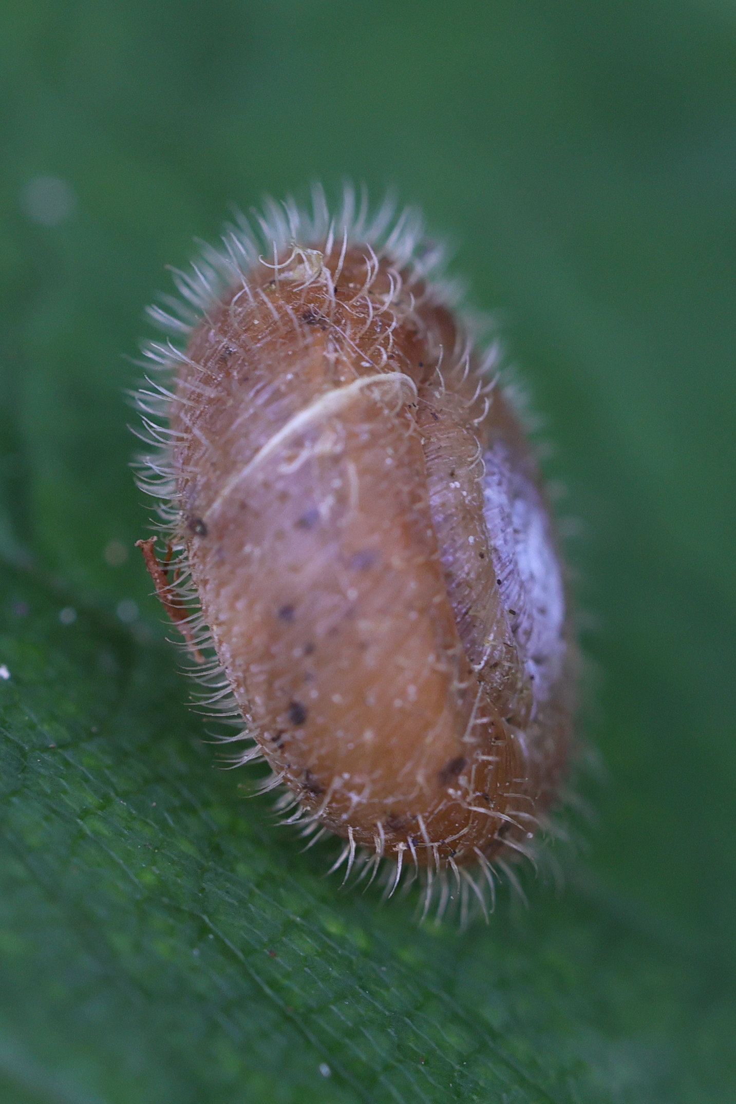 helicodenta_obvoluta2md