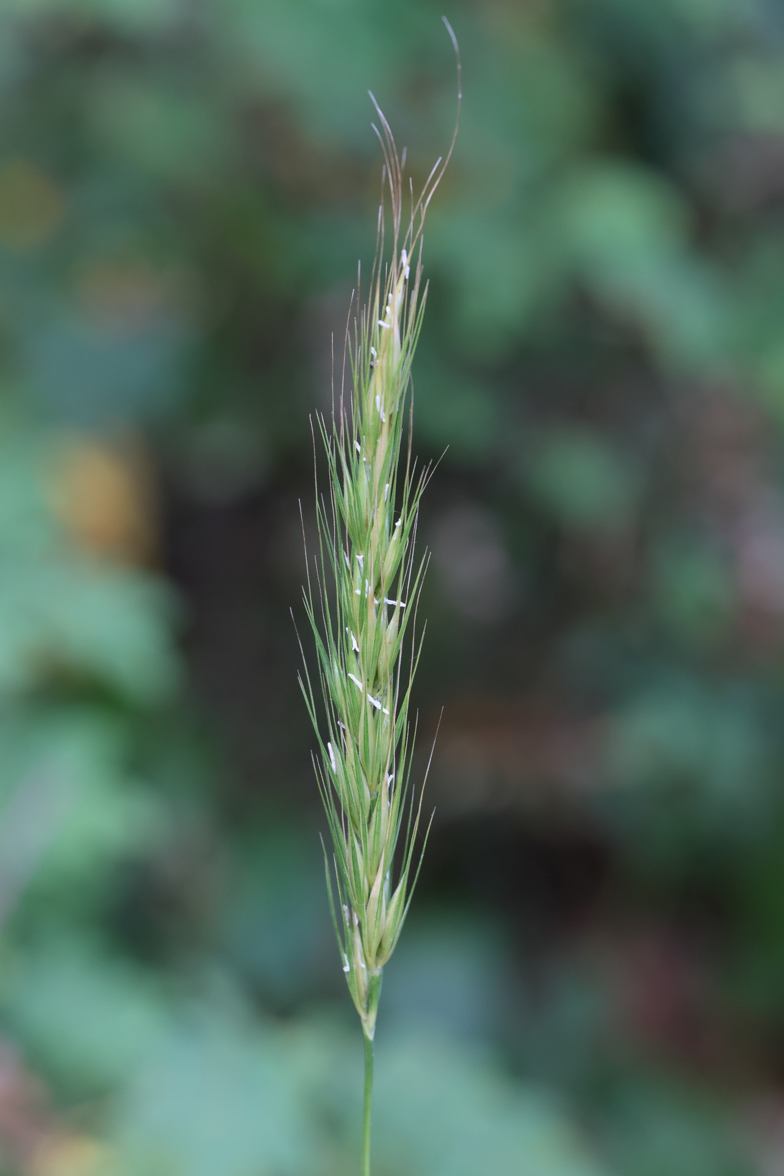 hordelymus_europaeus3md