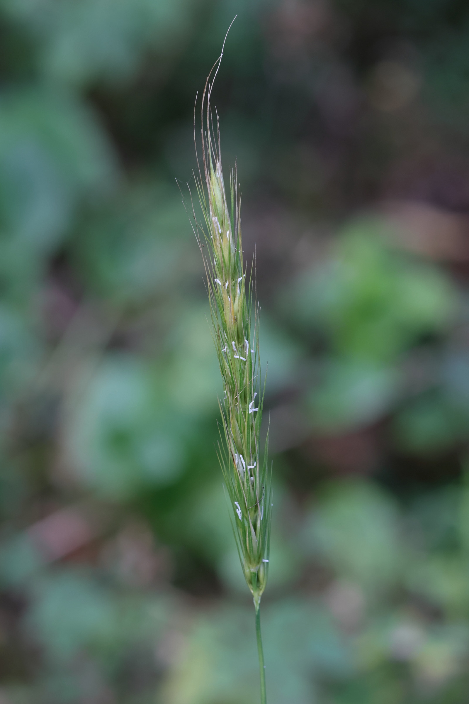 hordelymus_europaeus4md