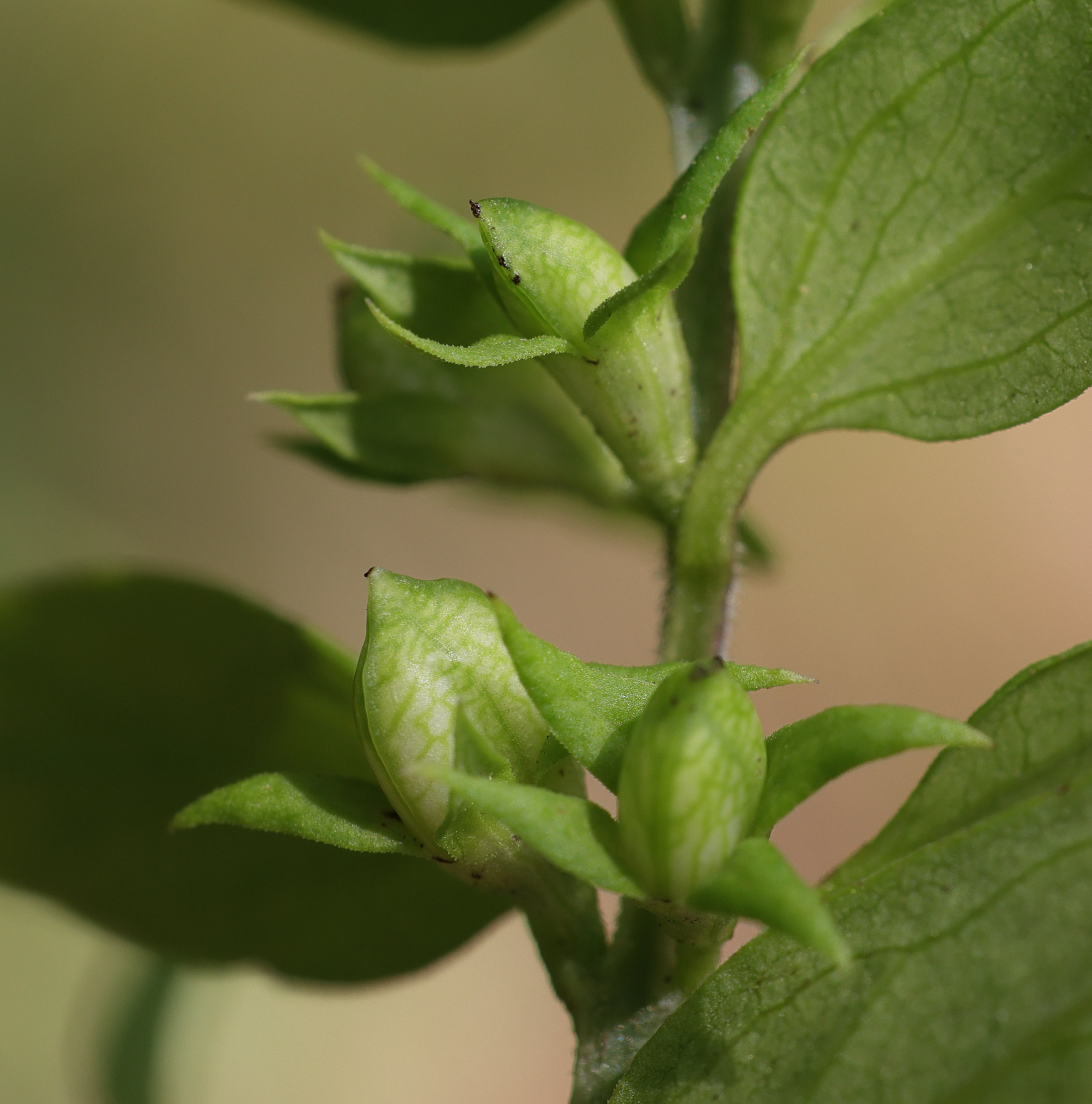 melampyrum_sylvaticum9md