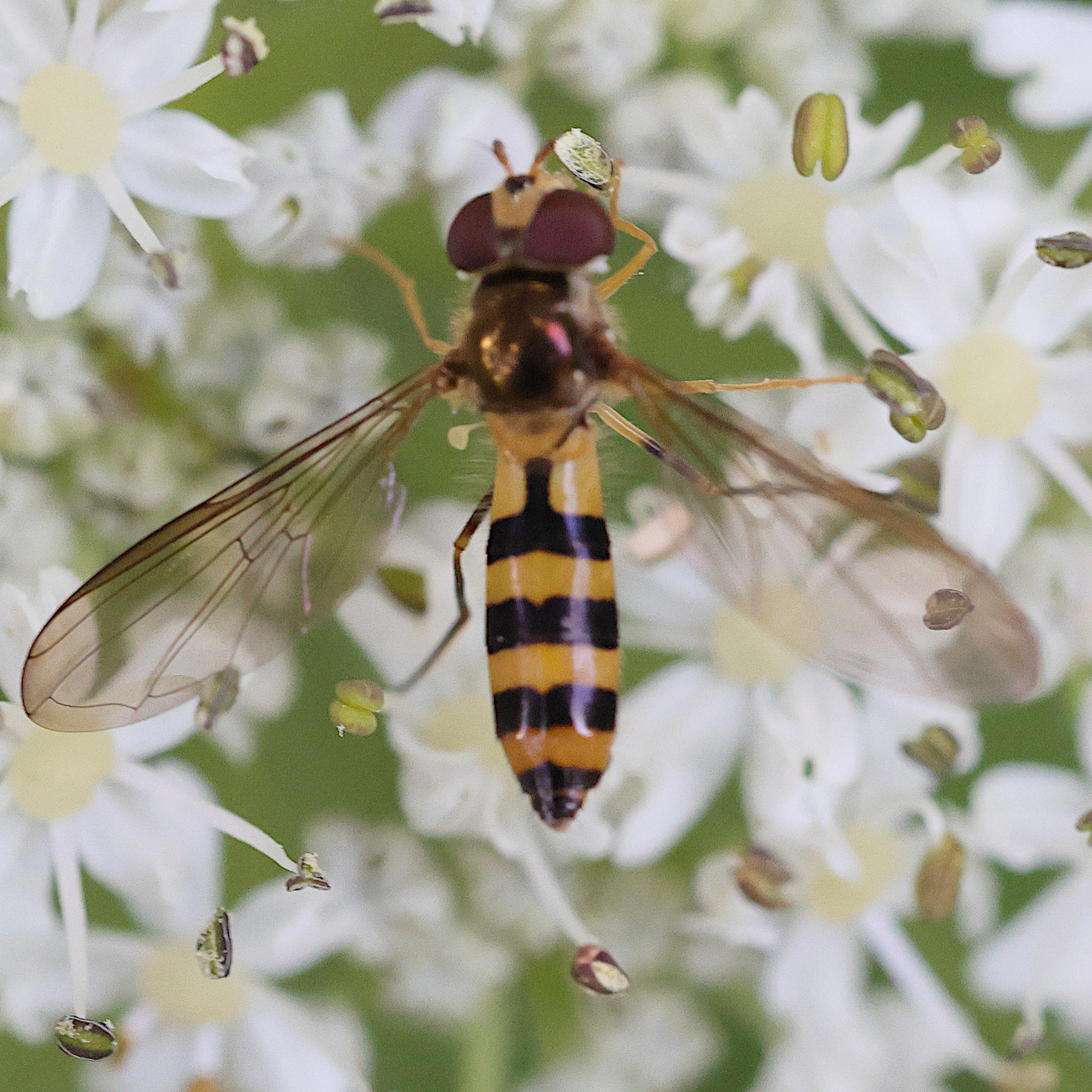 meliscaeva_cinctella2md