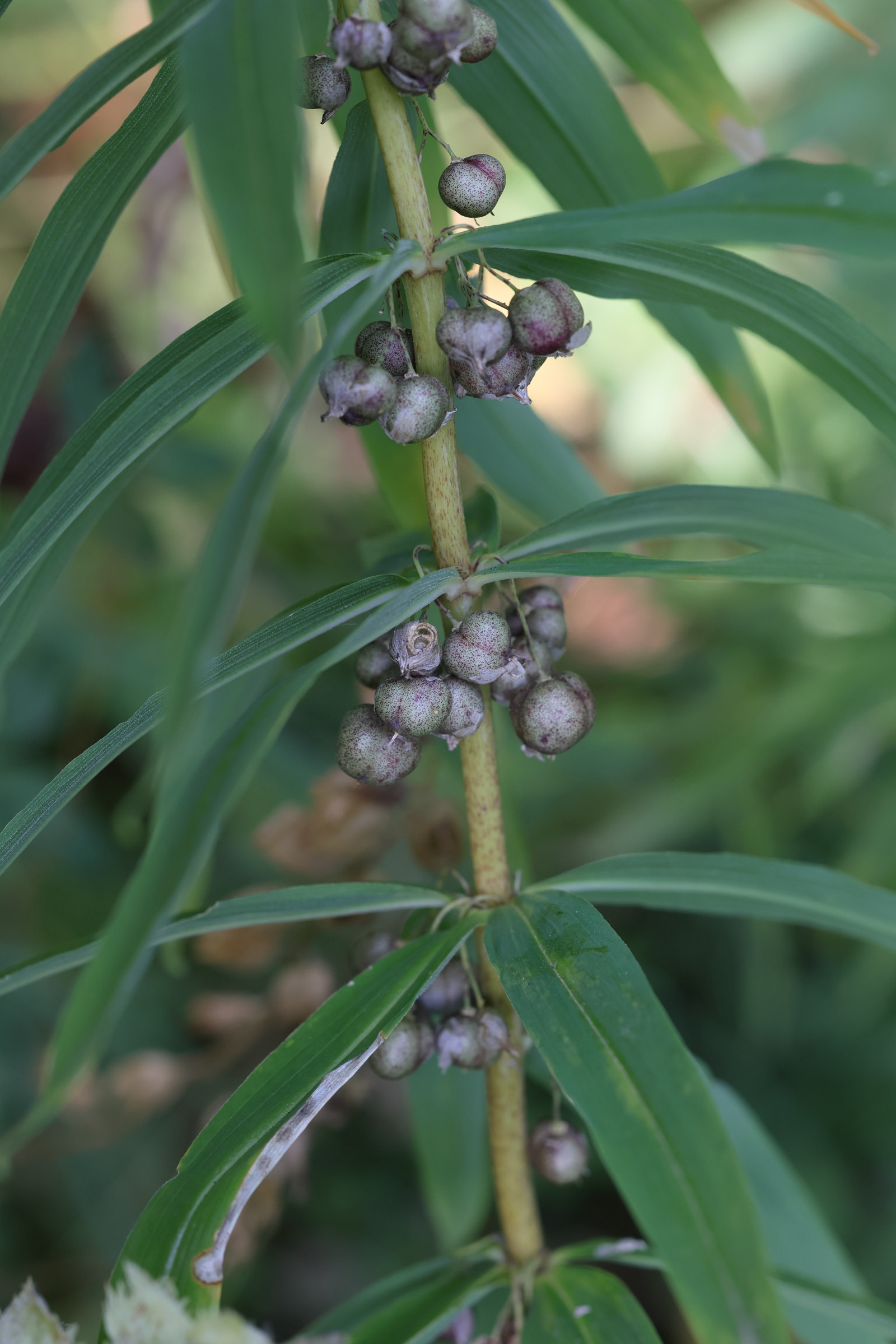 polygonatum_verticillatum4md