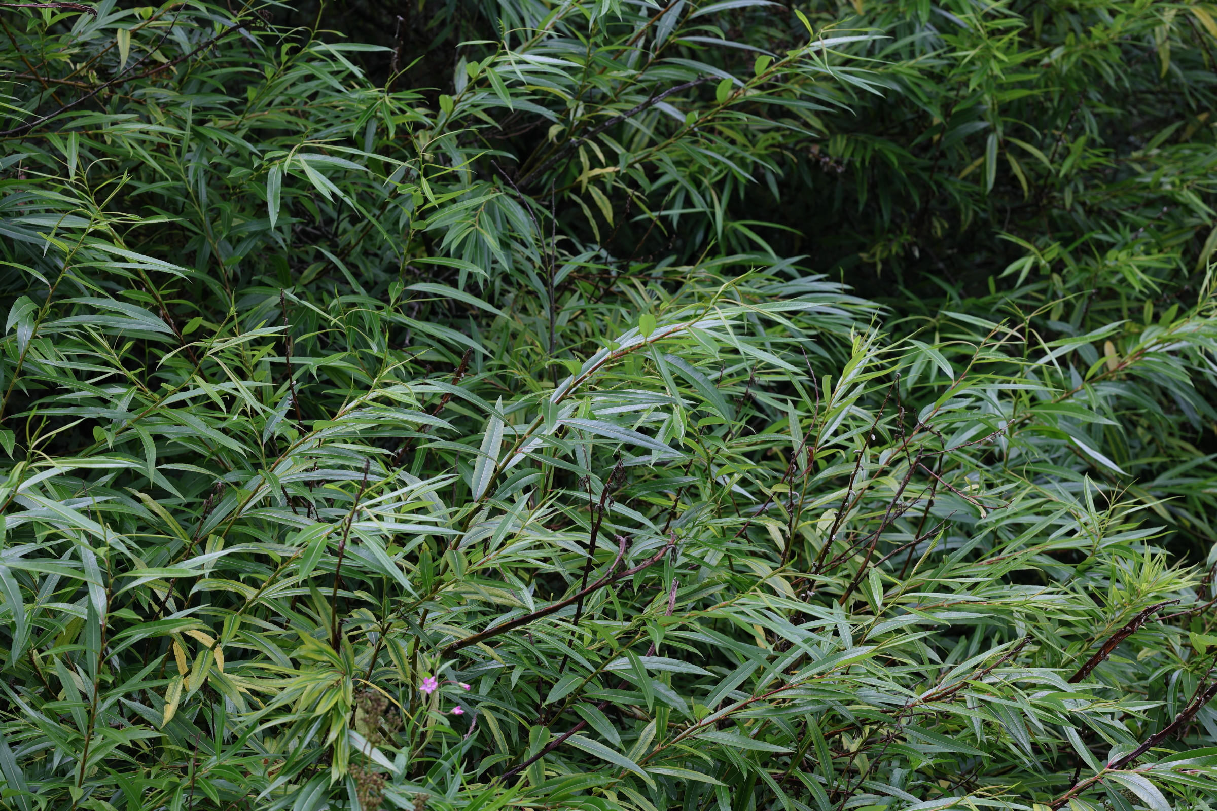 Afficher le média salix_viminalis1md salix_viminalis1md