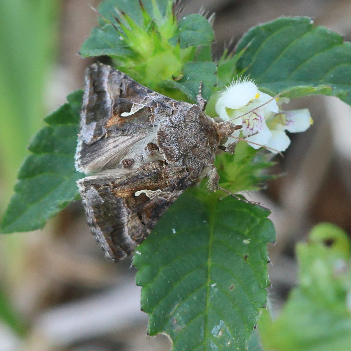 autographa_gamma8bd