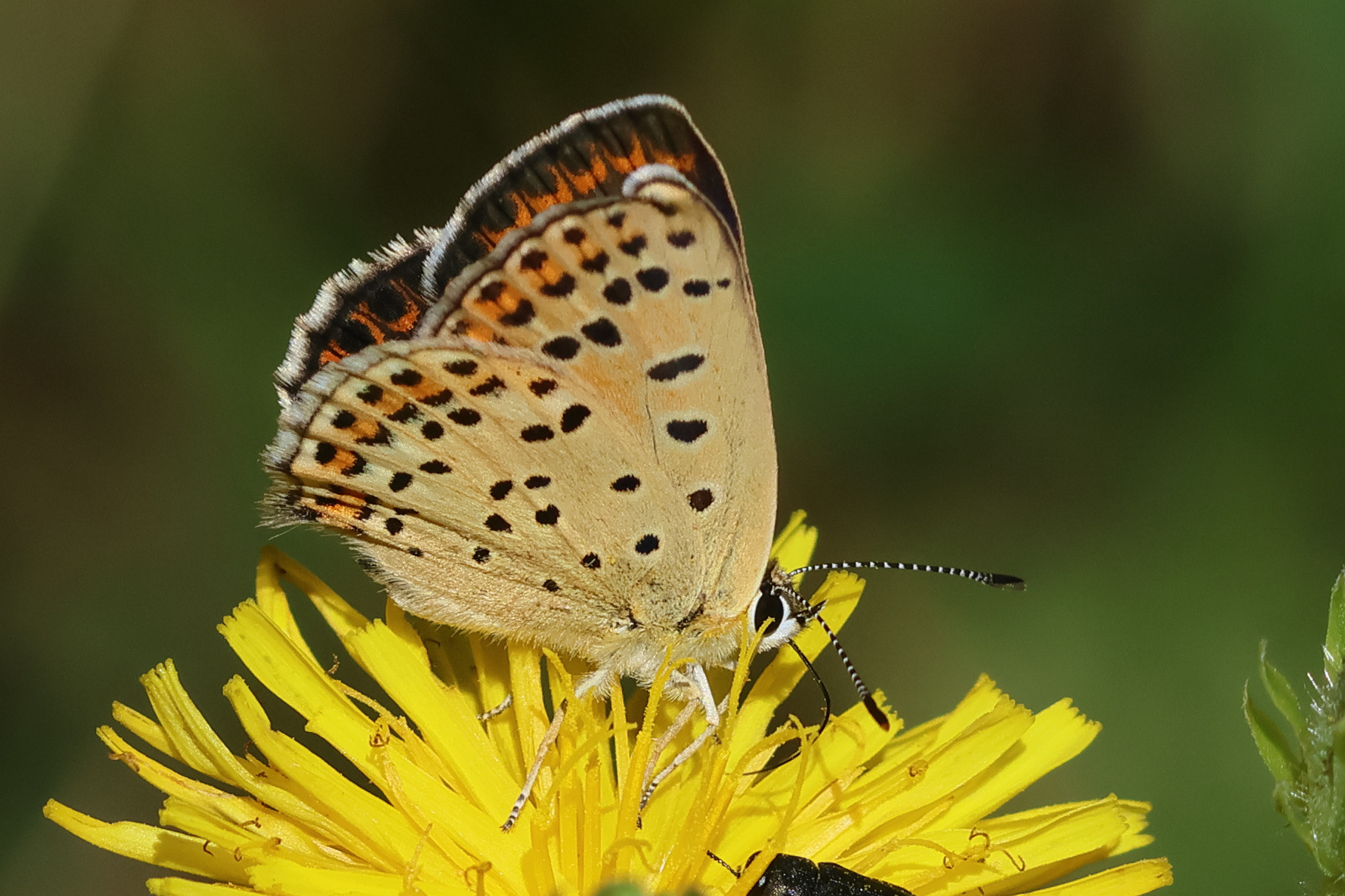 lycaena_tityrus11bd