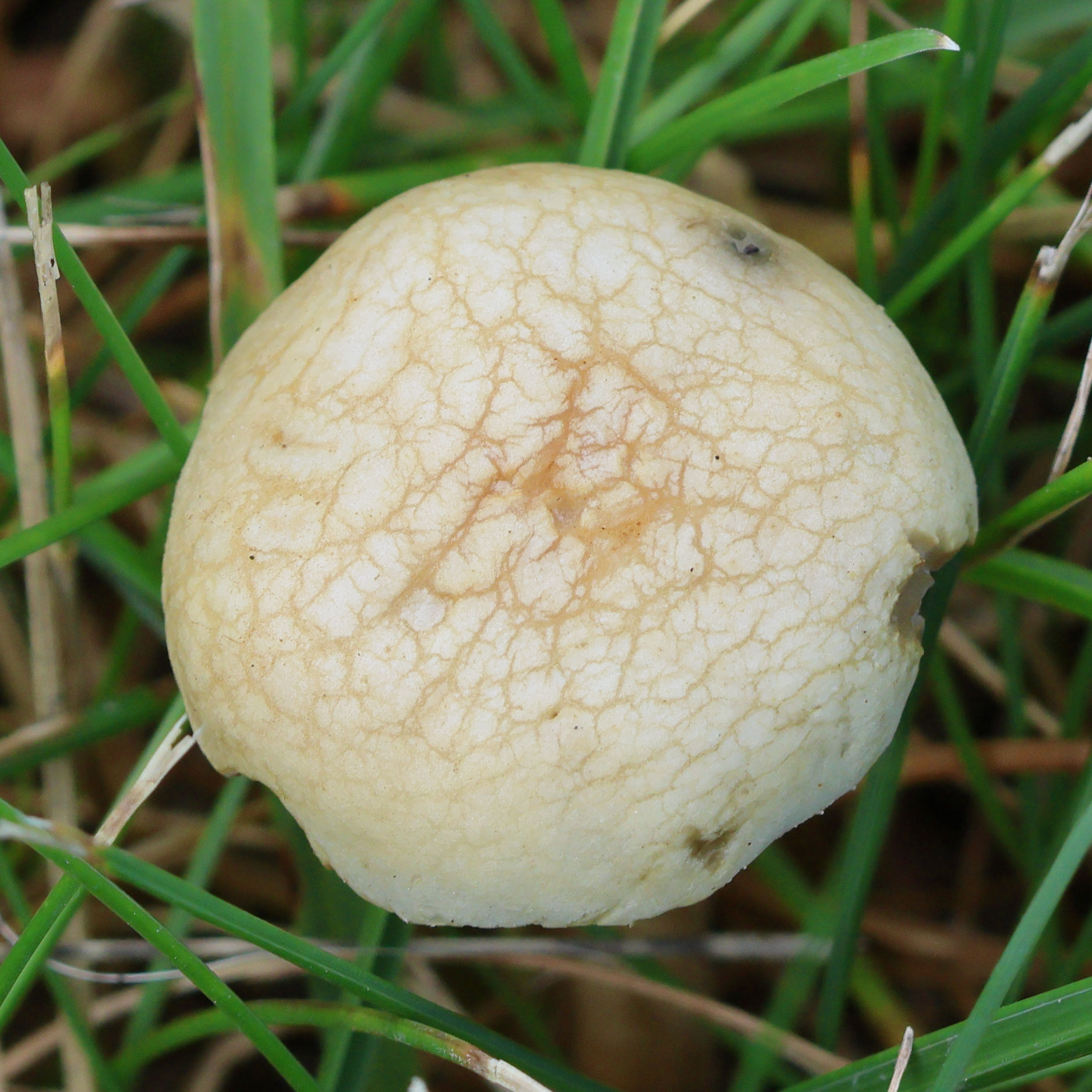 Afficher le média agrocybe_pediades3bd agrocybe_pediades3bd