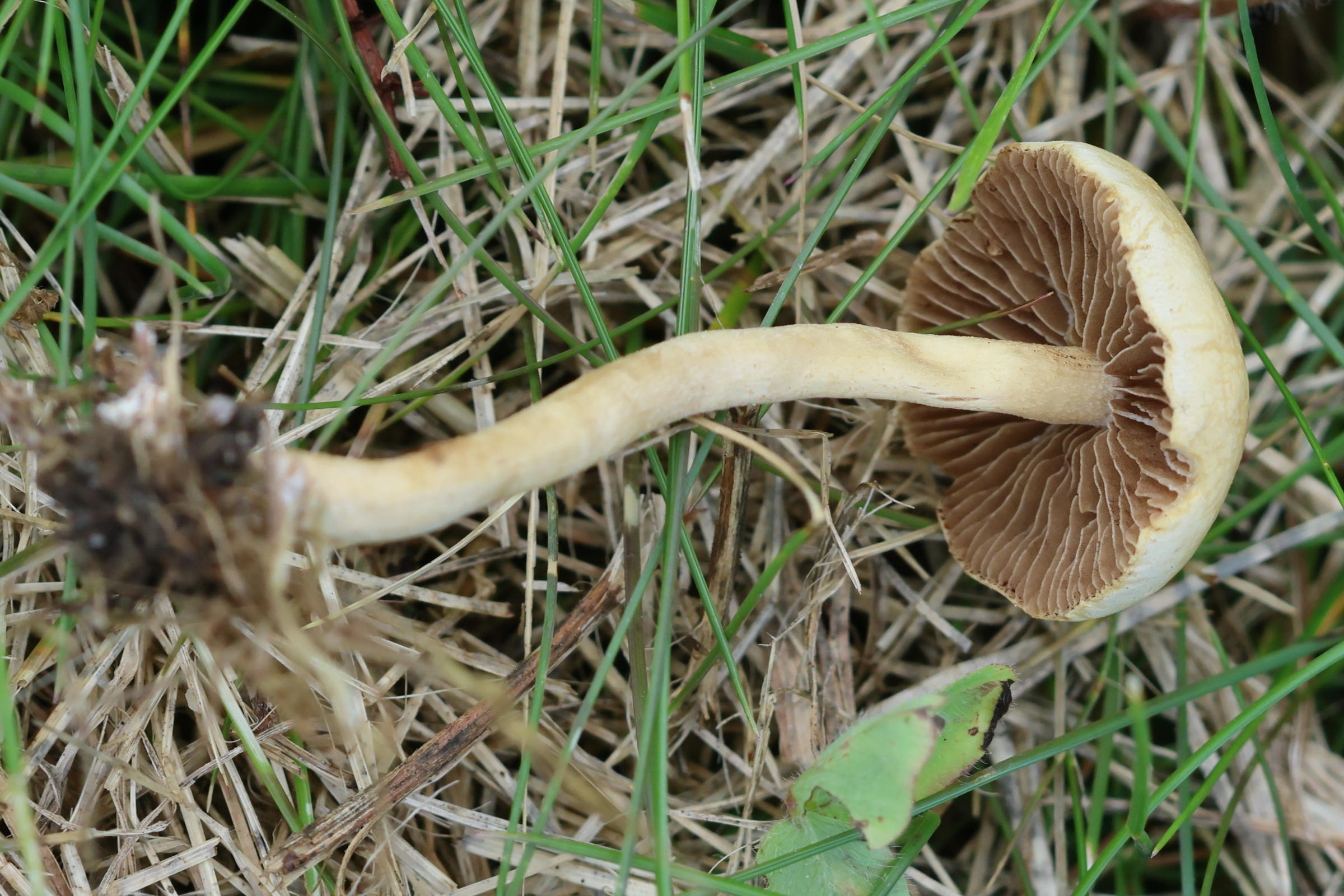 Afficher le média agrocybe_pediades4bd agrocybe_pediades4bd