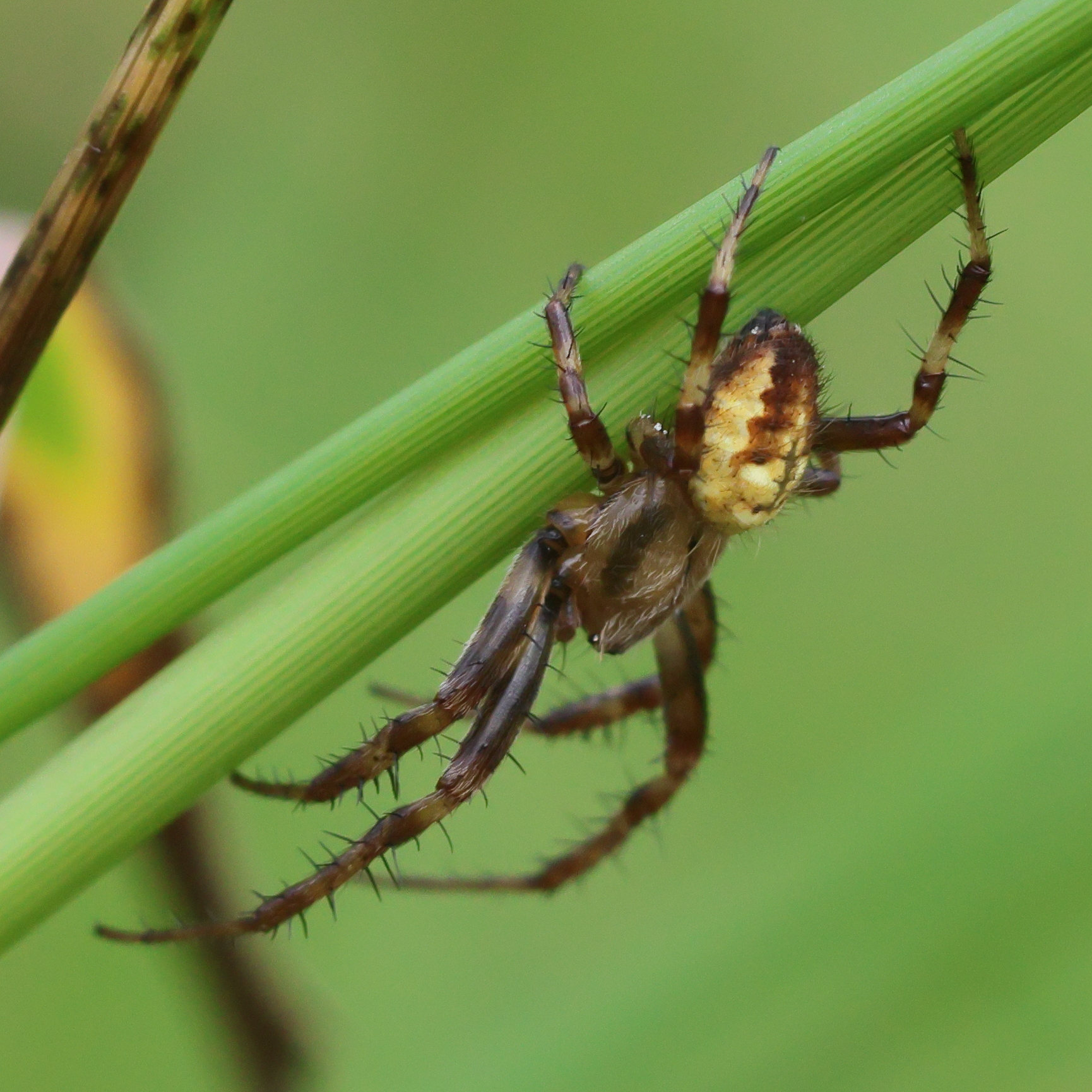 araneus_quadratus11bd