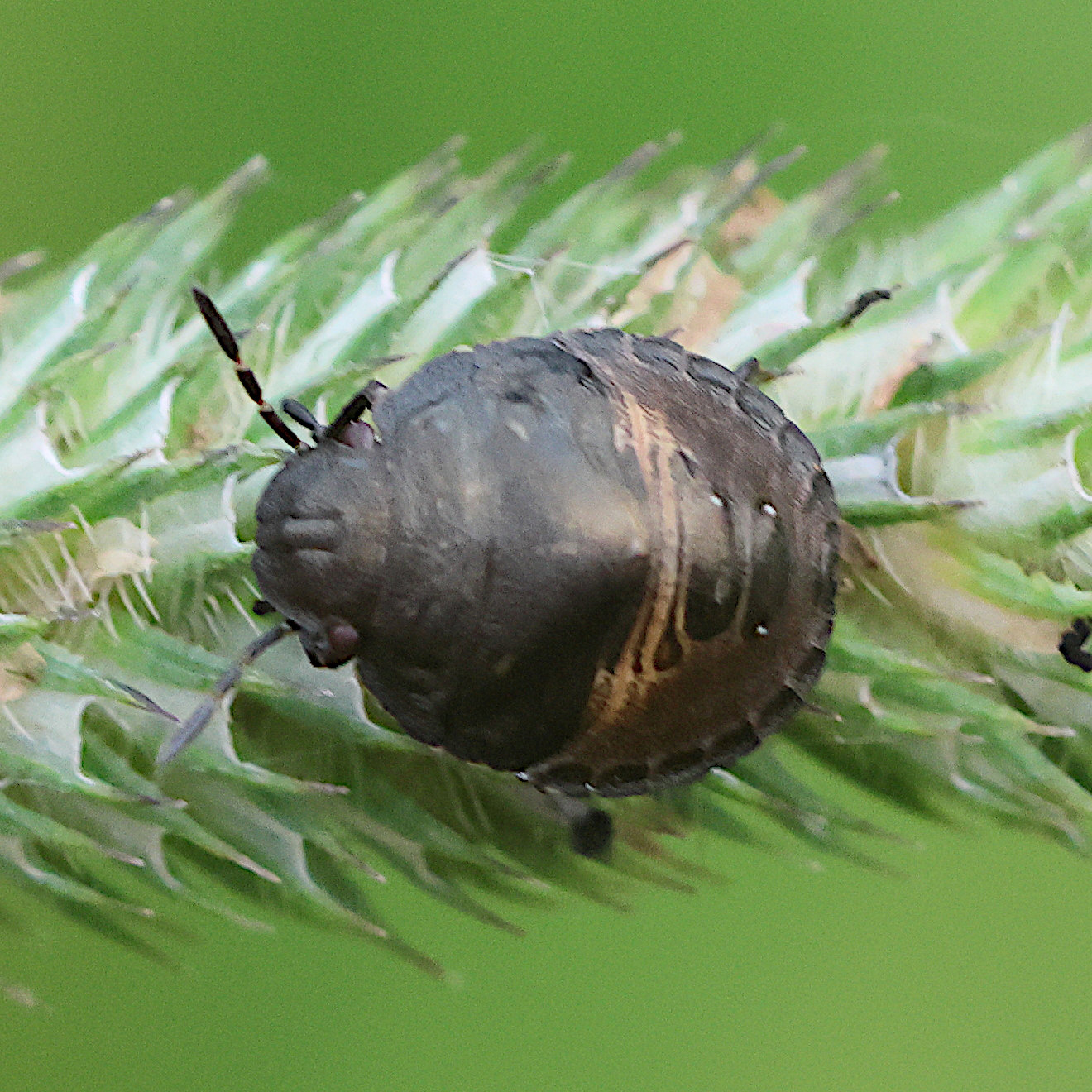 eurygaster_testudinaria_juv1bd