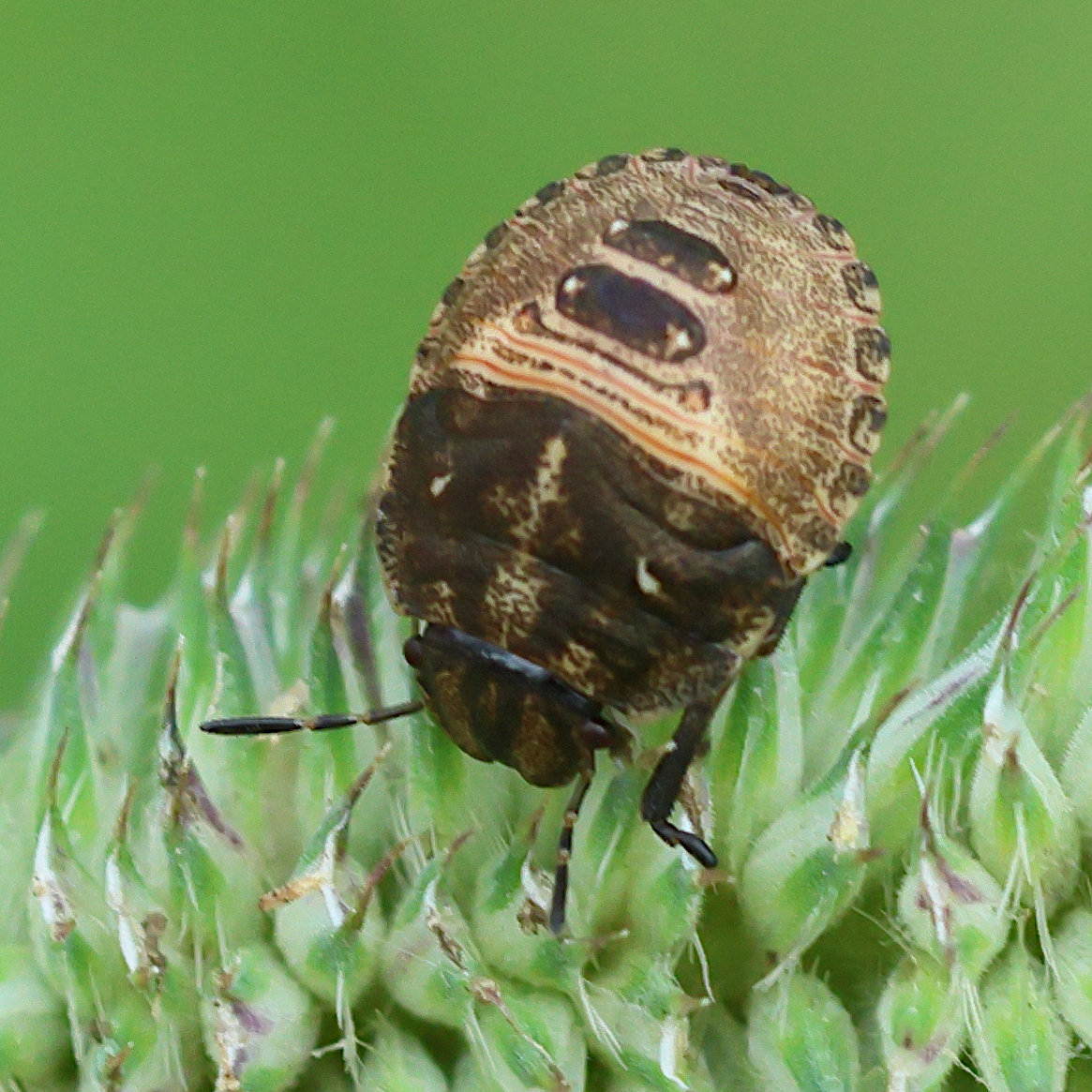 eurygaster_testudinaria_juv2bd