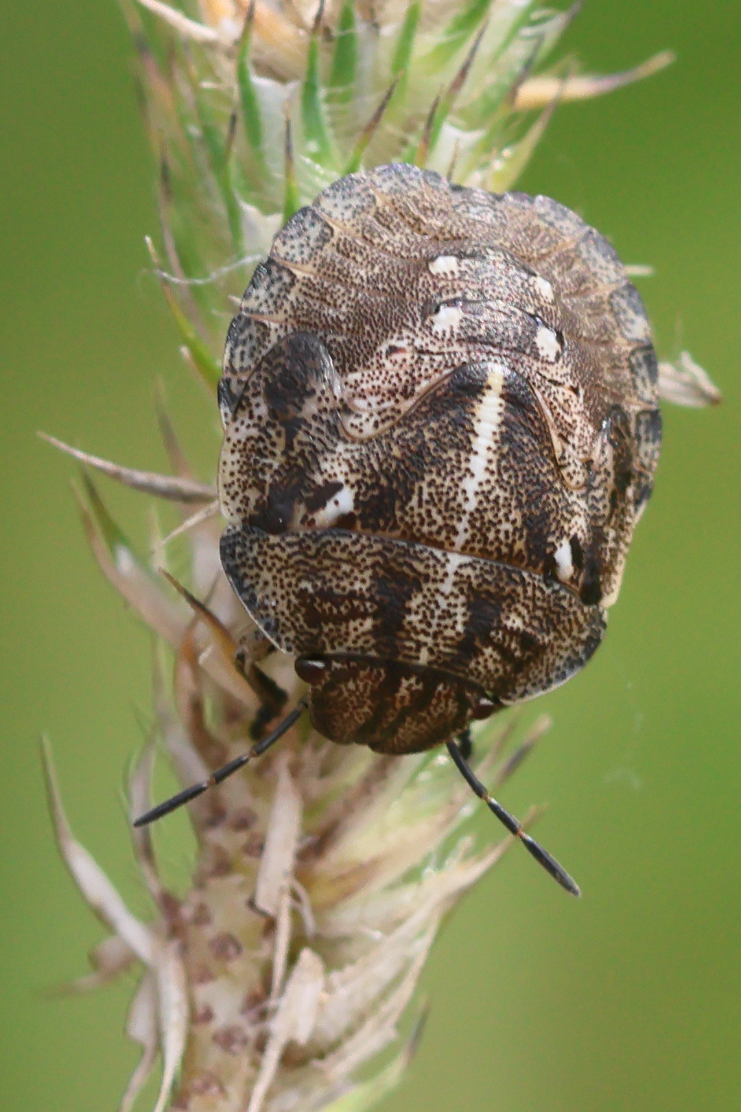 eurygaster_testudinaria_juv3bd