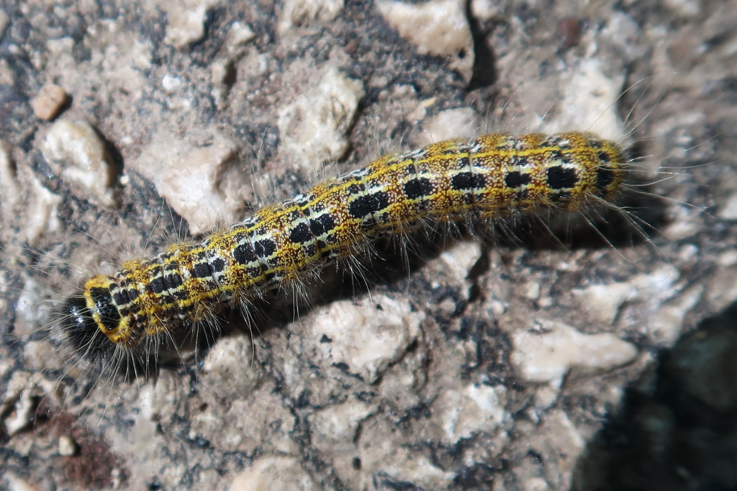 phalera_bucephala_ch3md