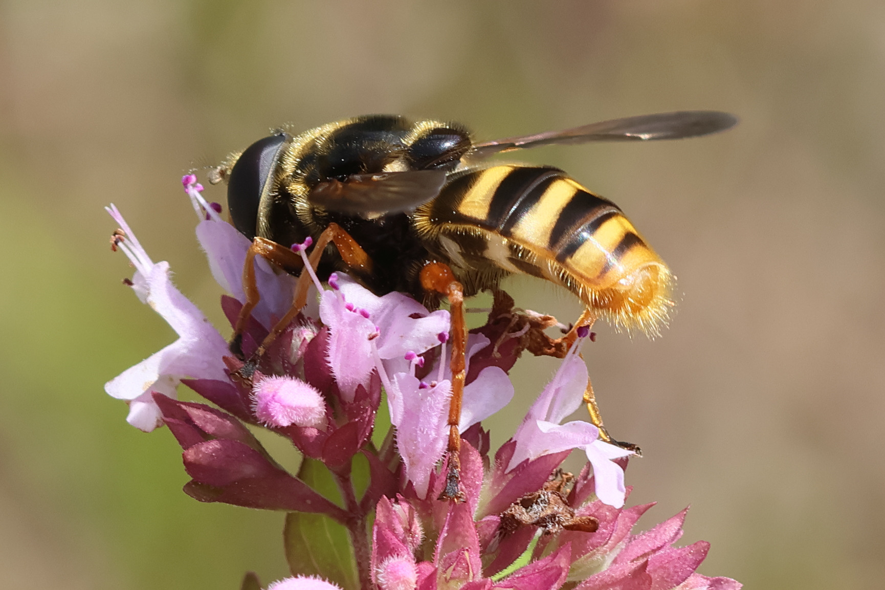 sericomyia_silentis3bd