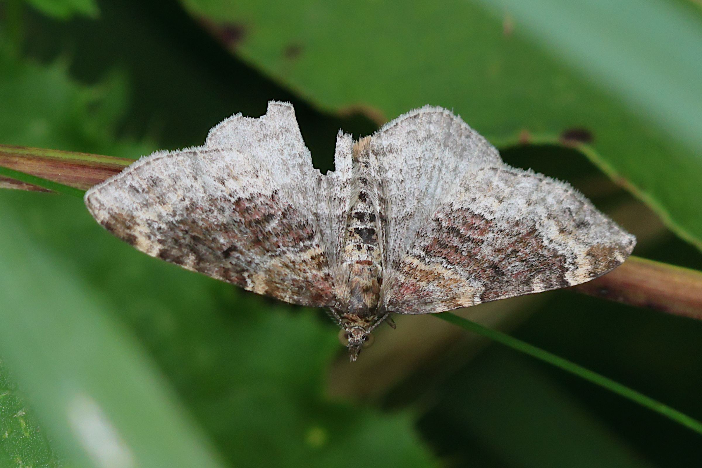 xanthorhoe_ferrugata2bd