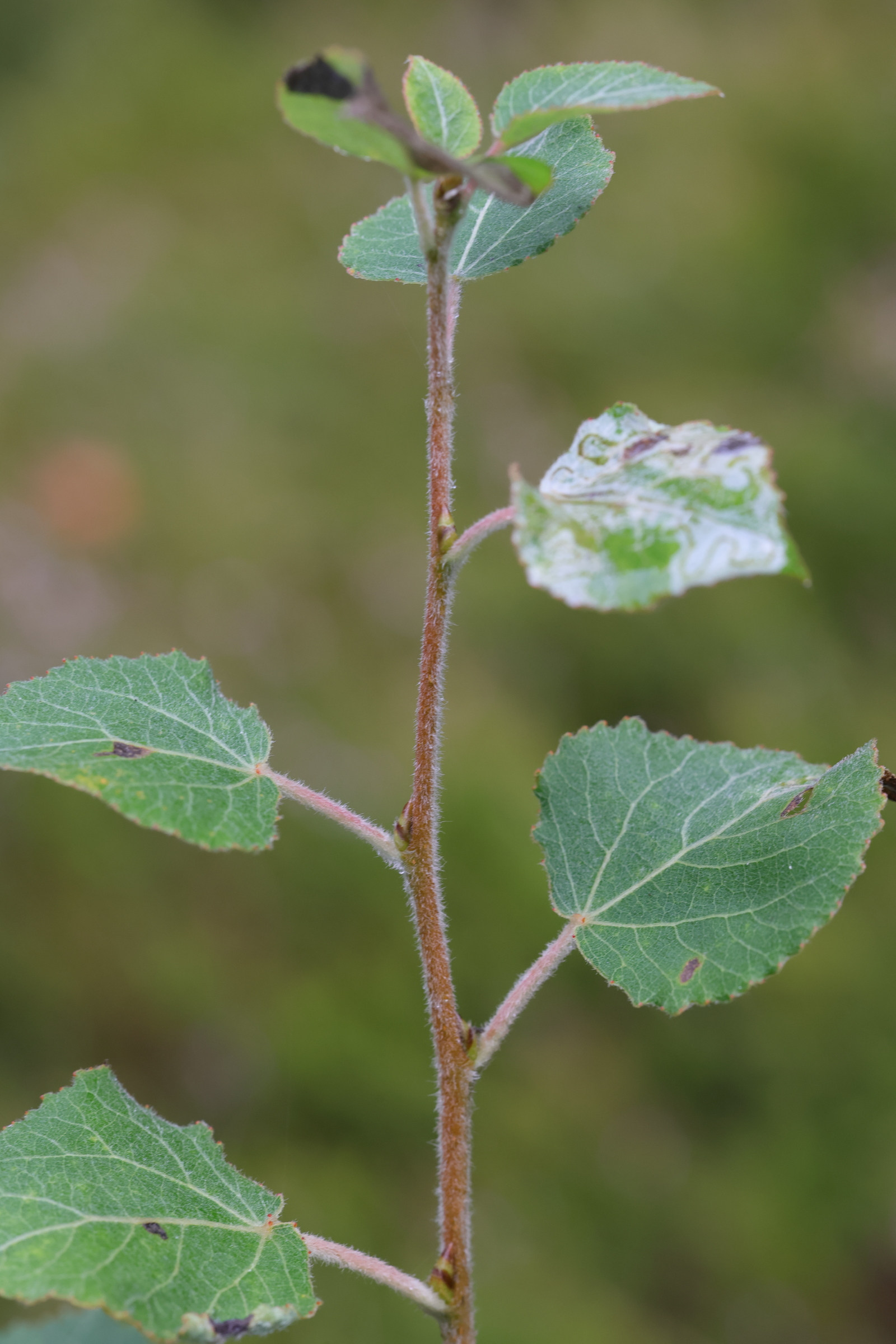 betula_pubescens7md