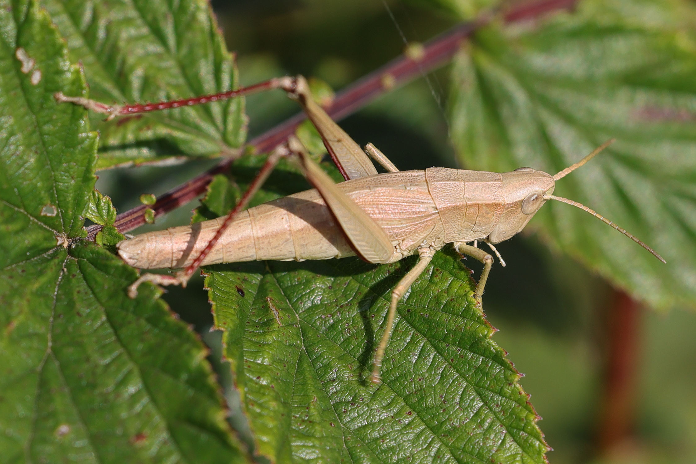 chrysochraon_dispar6md