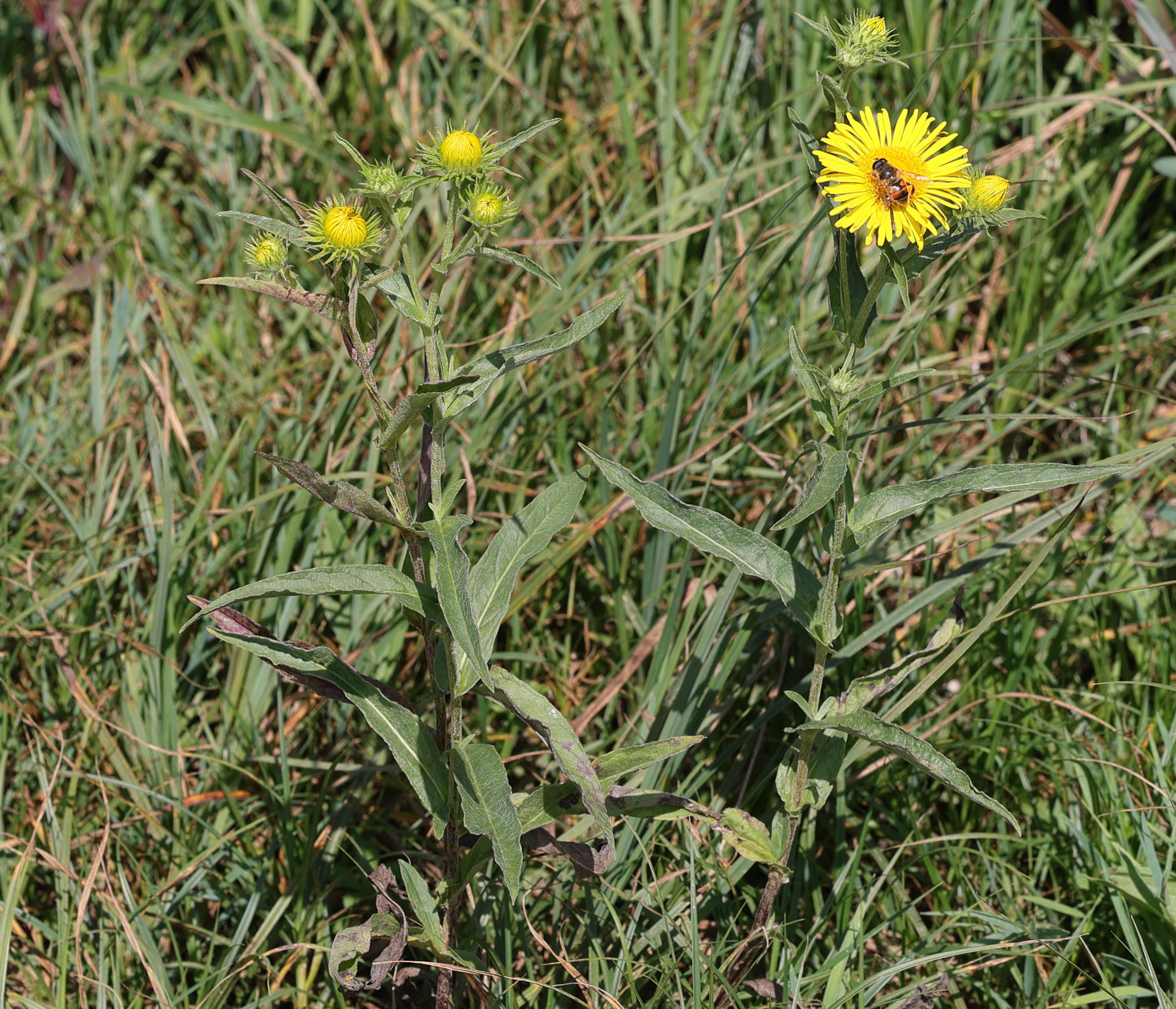 Afficher le média inula_britannica1bmd inula_britannica1bmd