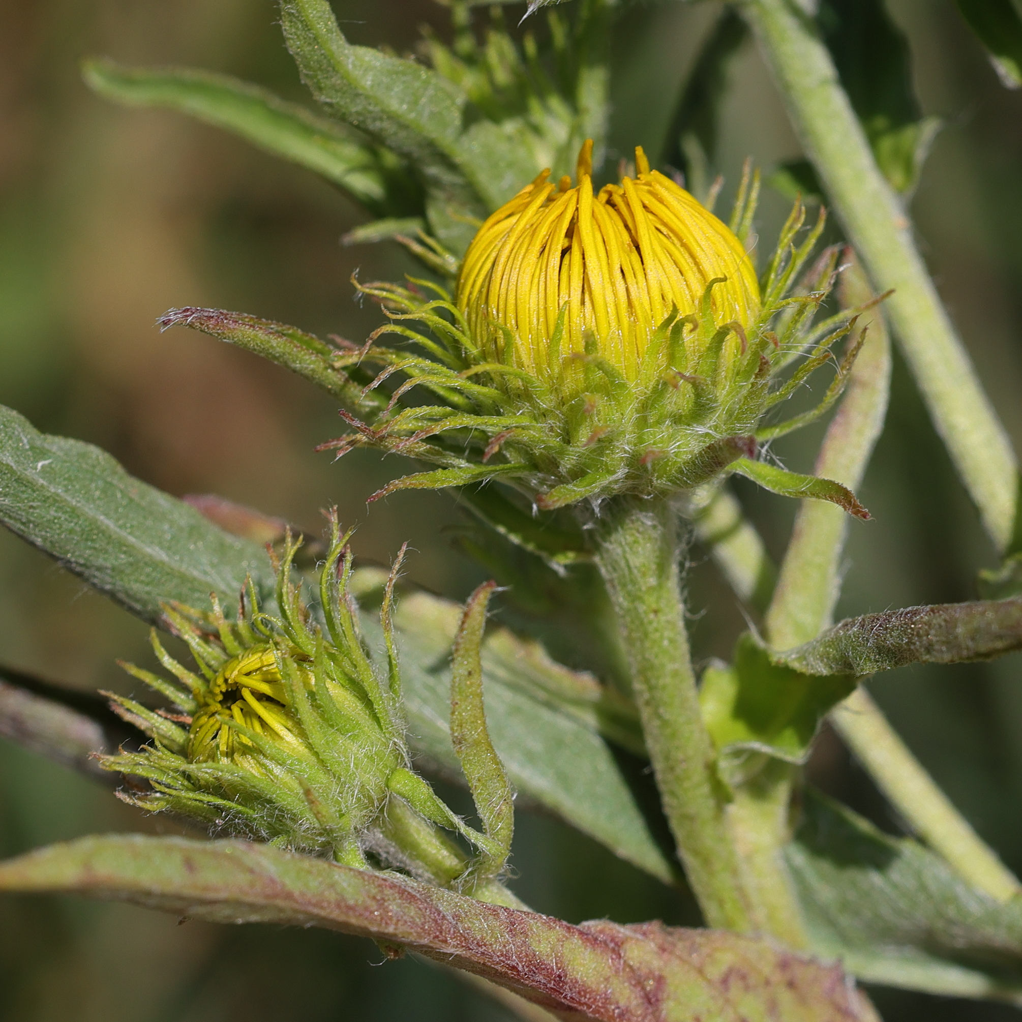 Afficher le média inula_britannica5md inula_britannica5md