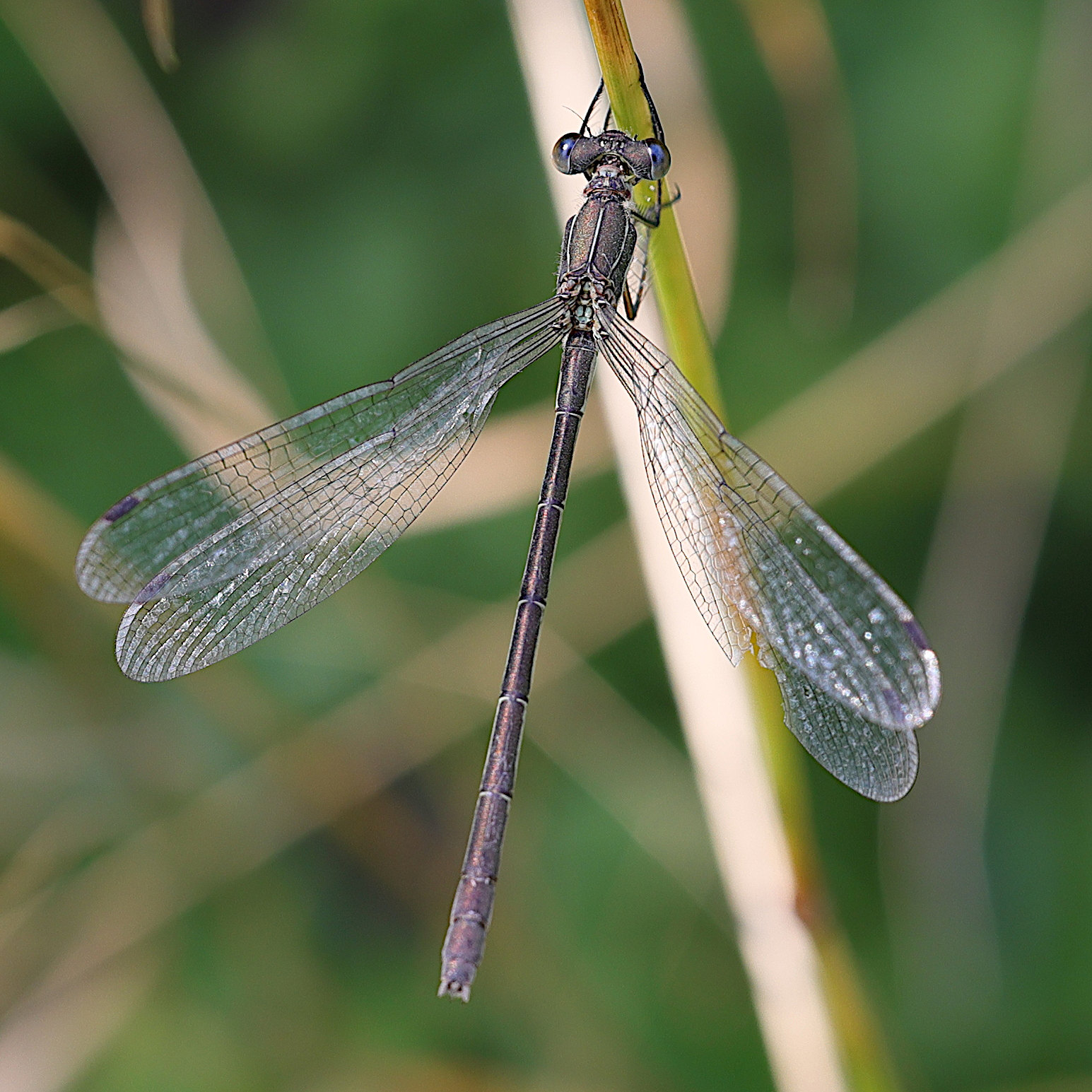 lestes_dryas5md