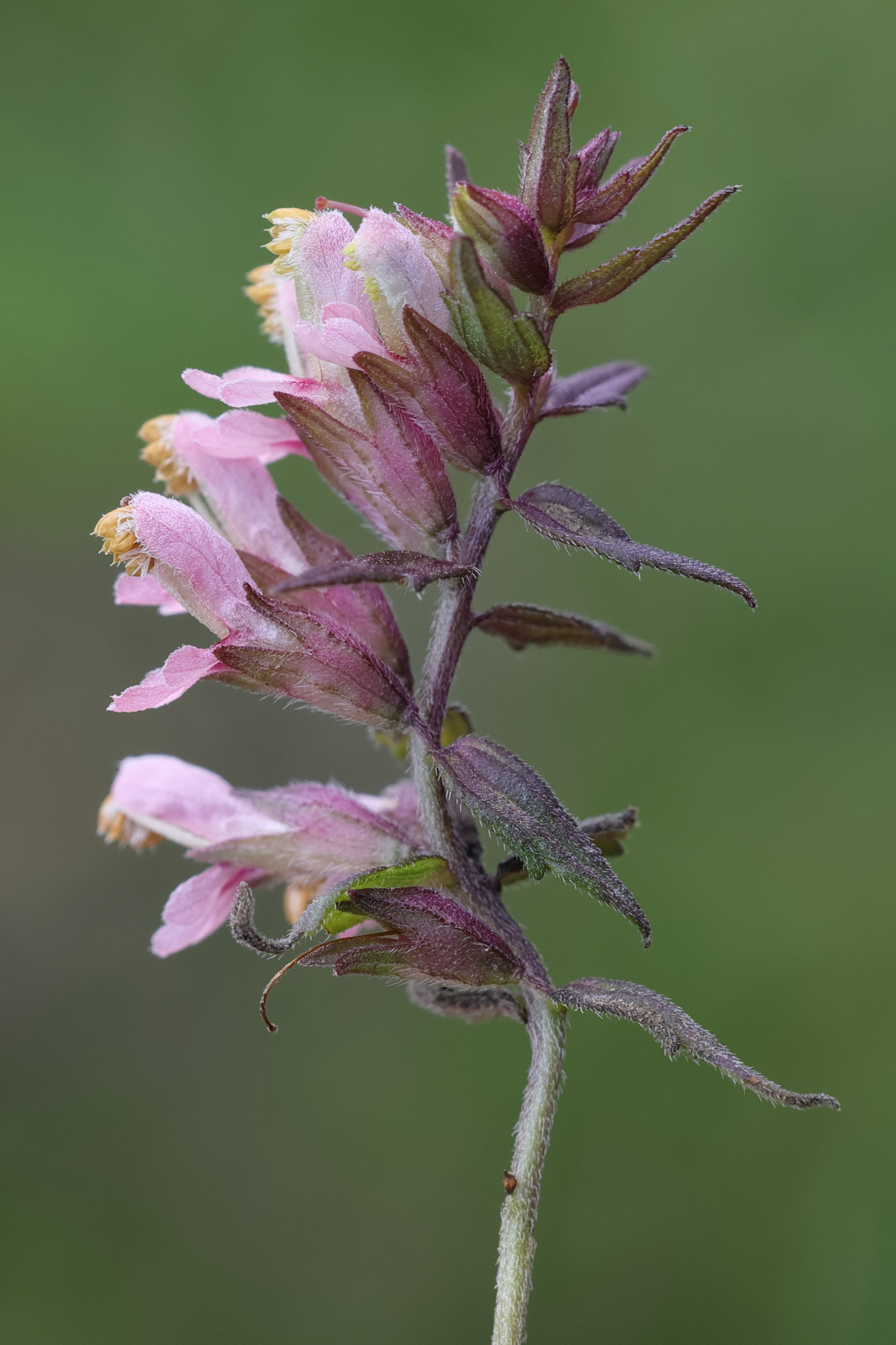 Afficher le média odontites_vernus_serotinus4md odontites_vernus_serotinus4md