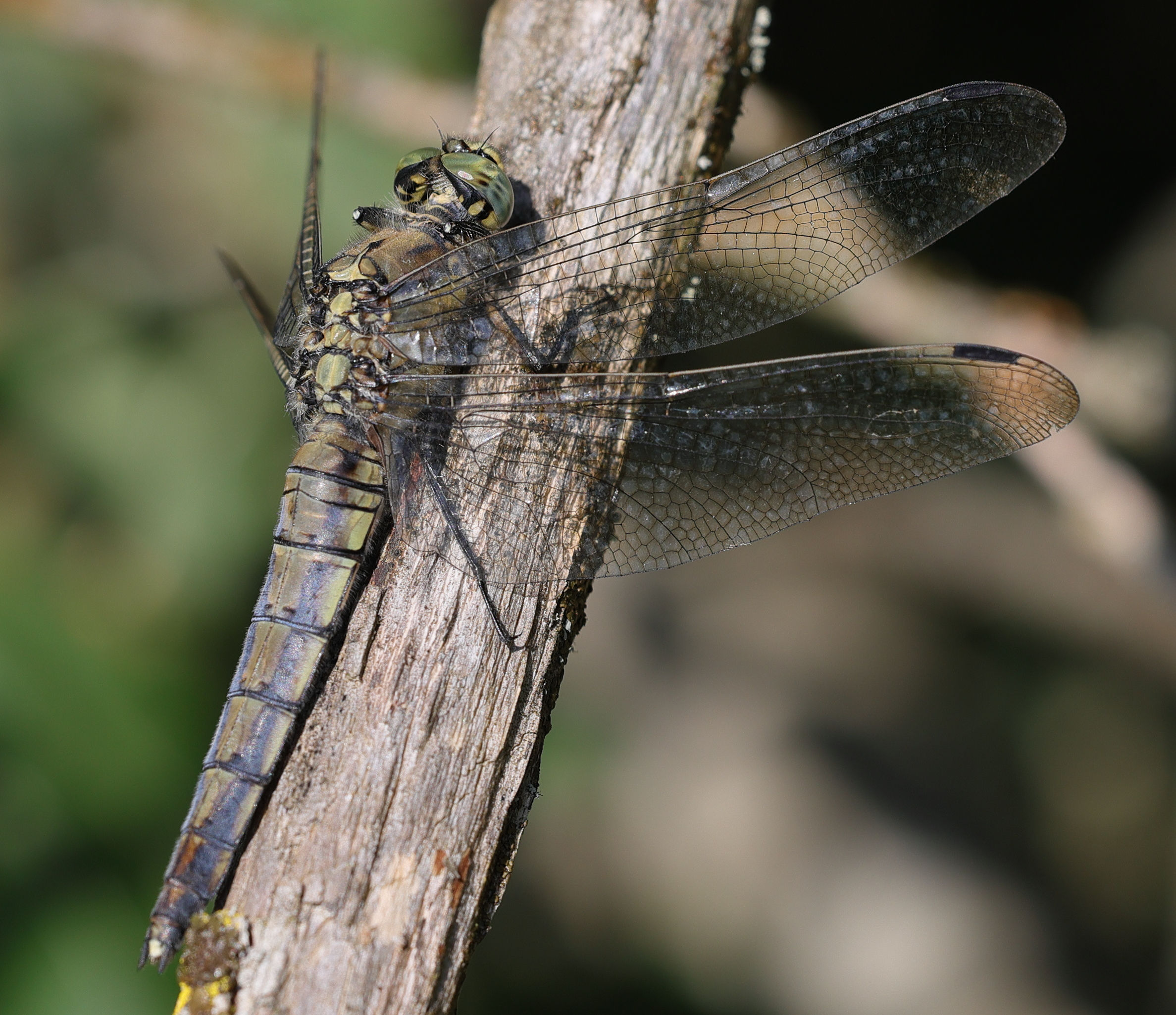 orthetrum_cancelletum11md