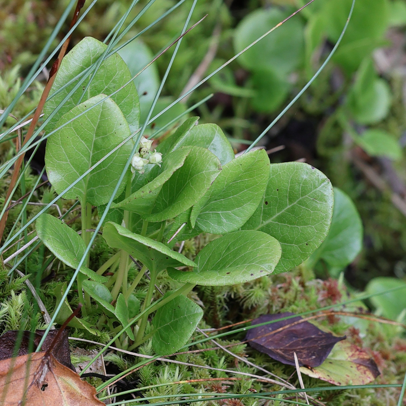 Afficher le média pyrola_rotundifolia_rotundifolia4md pyrola_rotundifolia_rotundifolia4md