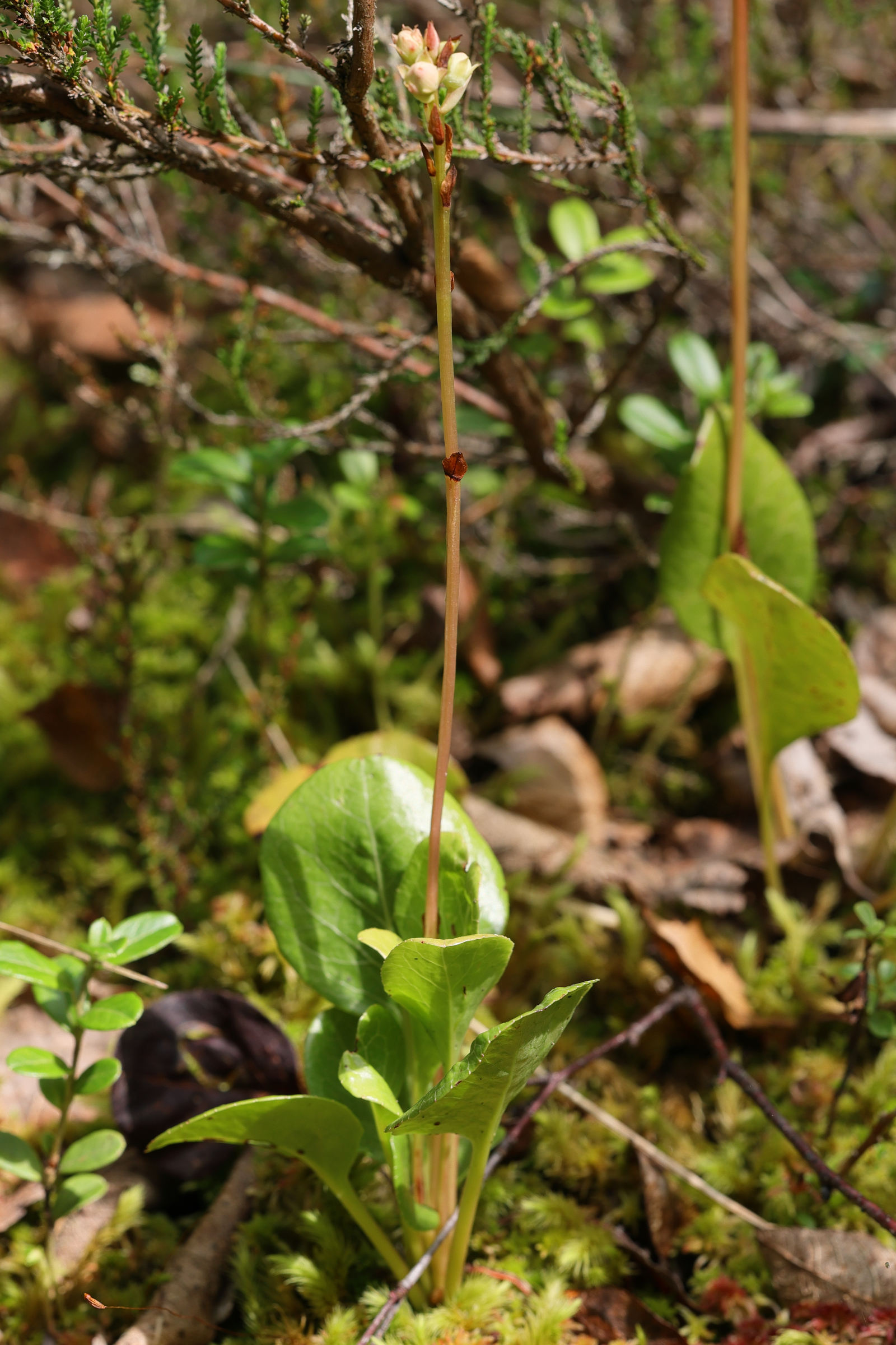 Afficher le média pyrola_rotundifolia_rotundifolia5md pyrola_rotundifolia_rotundifolia5md