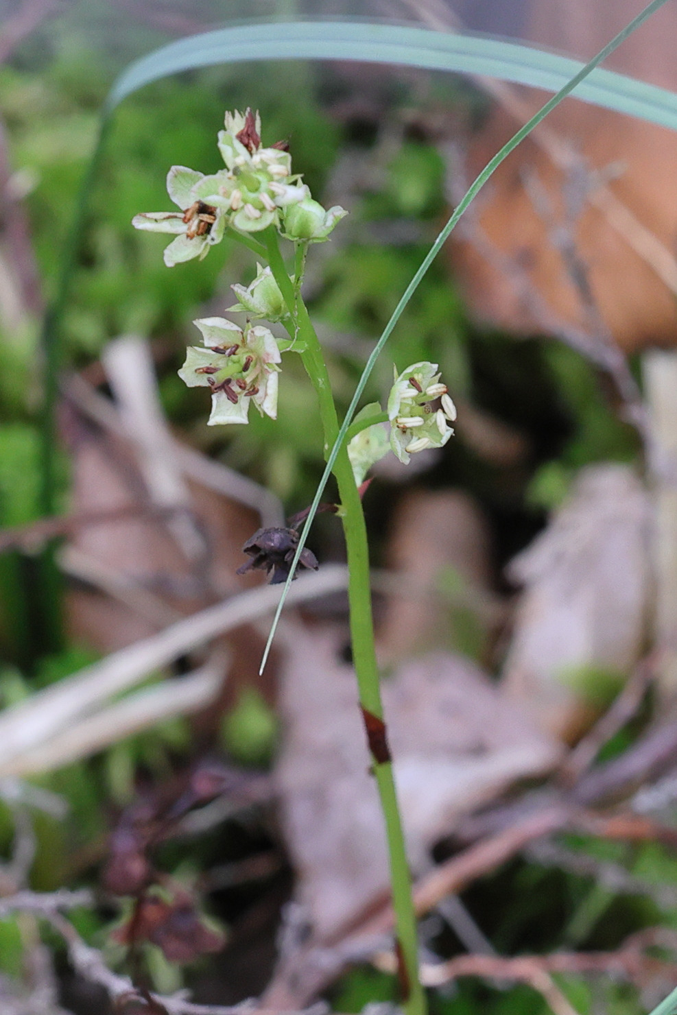 Afficher le média pyrola_rotundifolia_rotundifolia6md pyrola_rotundifolia_rotundifolia6md