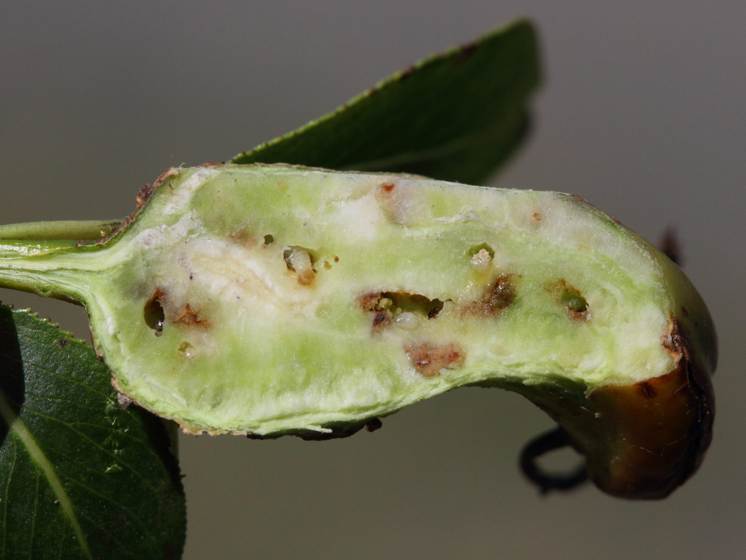 rabdophaga_salicis_galle4md