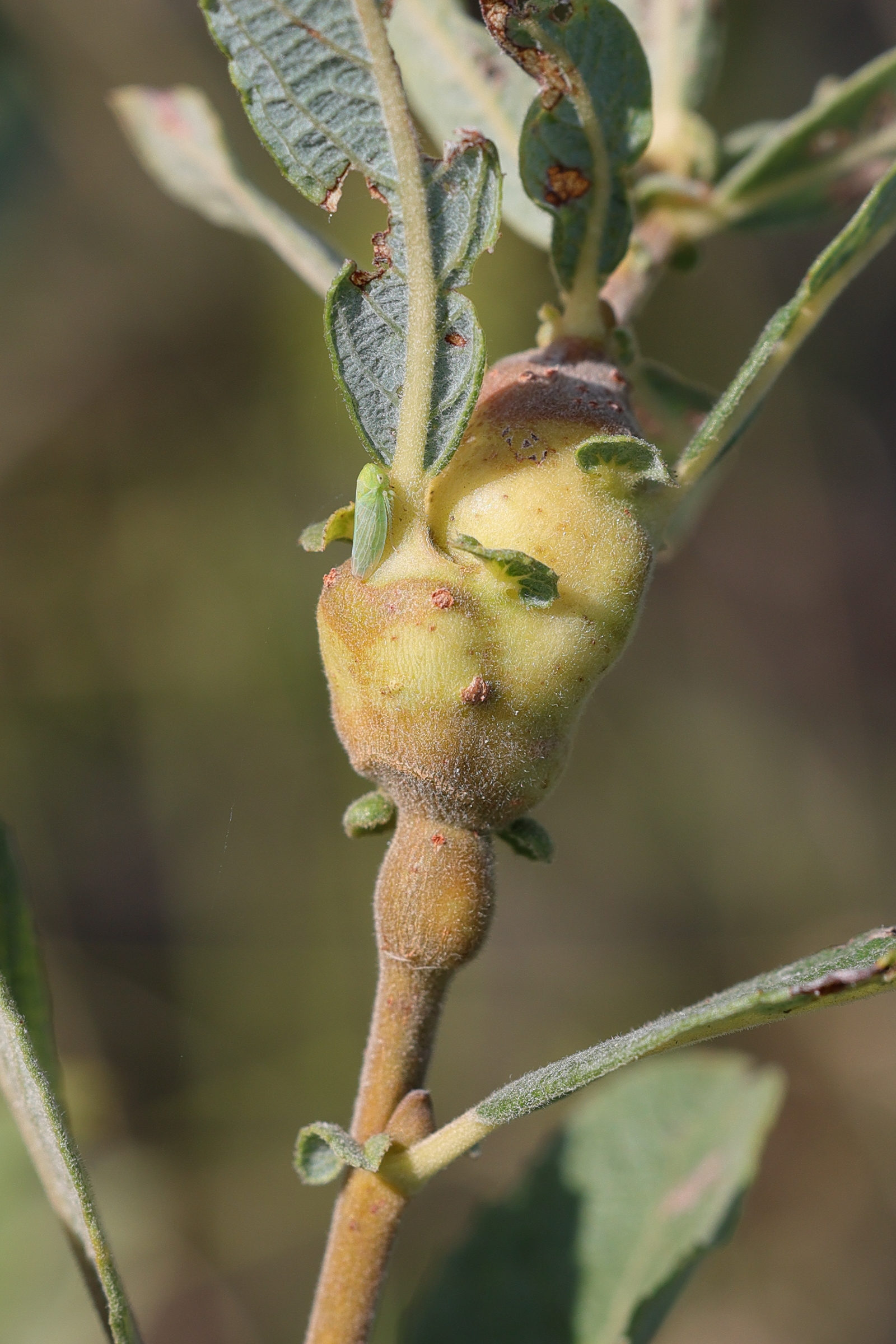 rabdophaga_salicis_galle5md