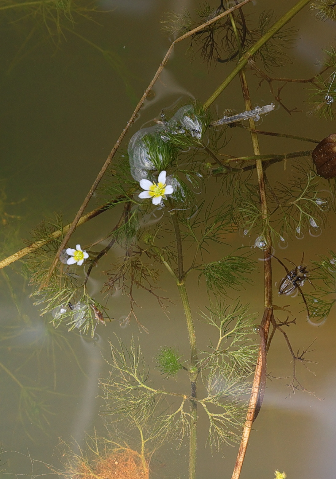 Afficher le média ranunculus_trichophyllus2md ranunculus_trichophyllus2md