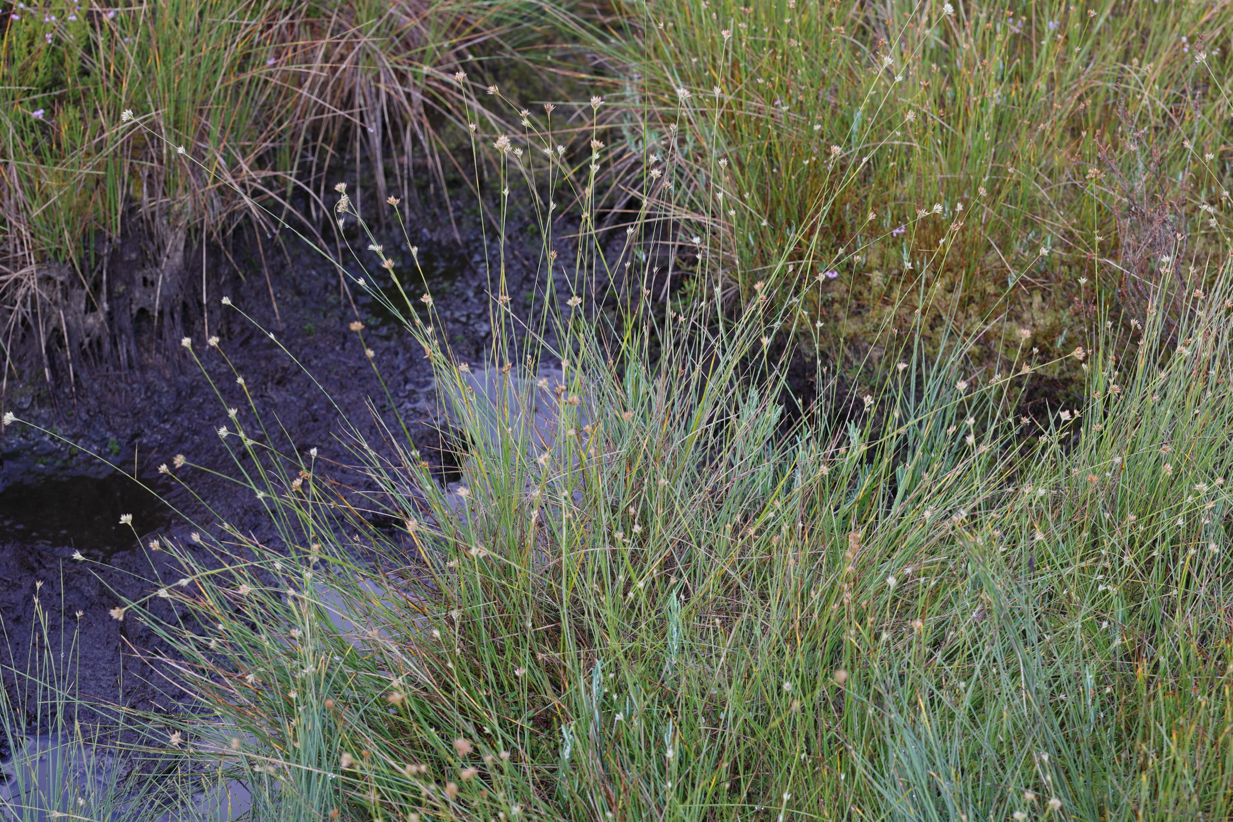 rhynchospora_alba6md