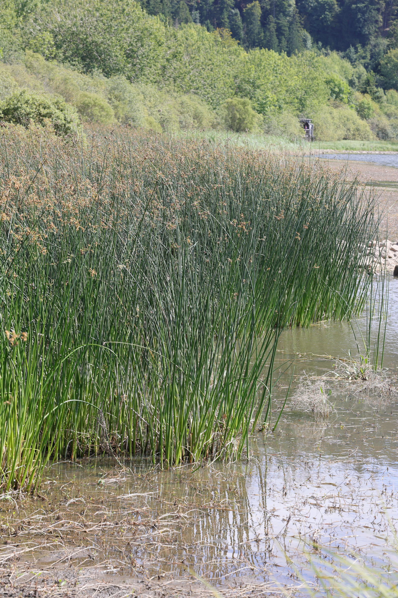 schoenoplectus_lacustris1md