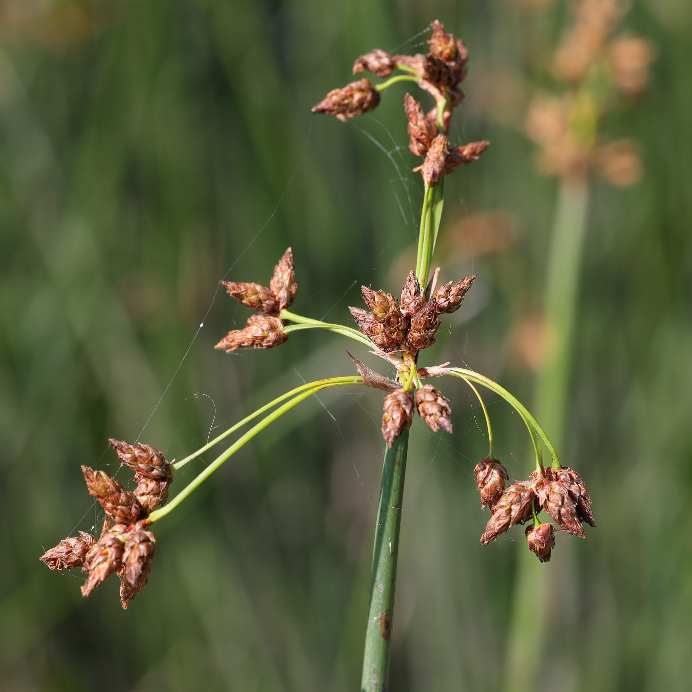 schoenoplectus_lacustris2md