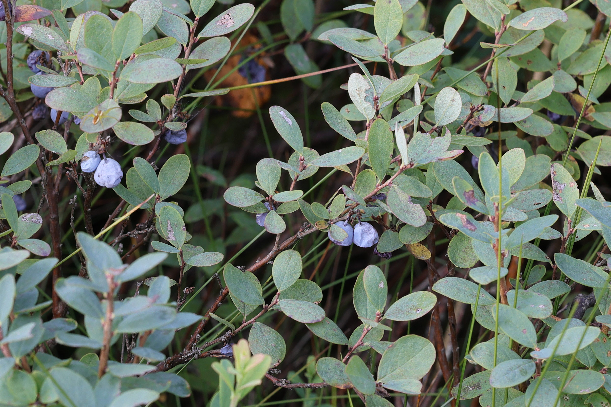 Afficher le média vaccinium_uliginosum7md vaccinium_uliginosum7md