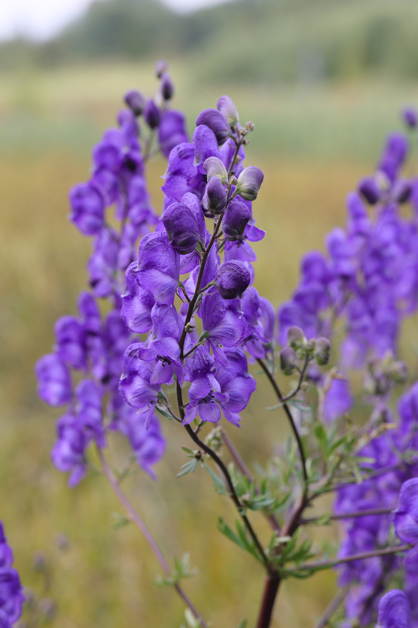 aconitum_napellus_lusitanicum1md