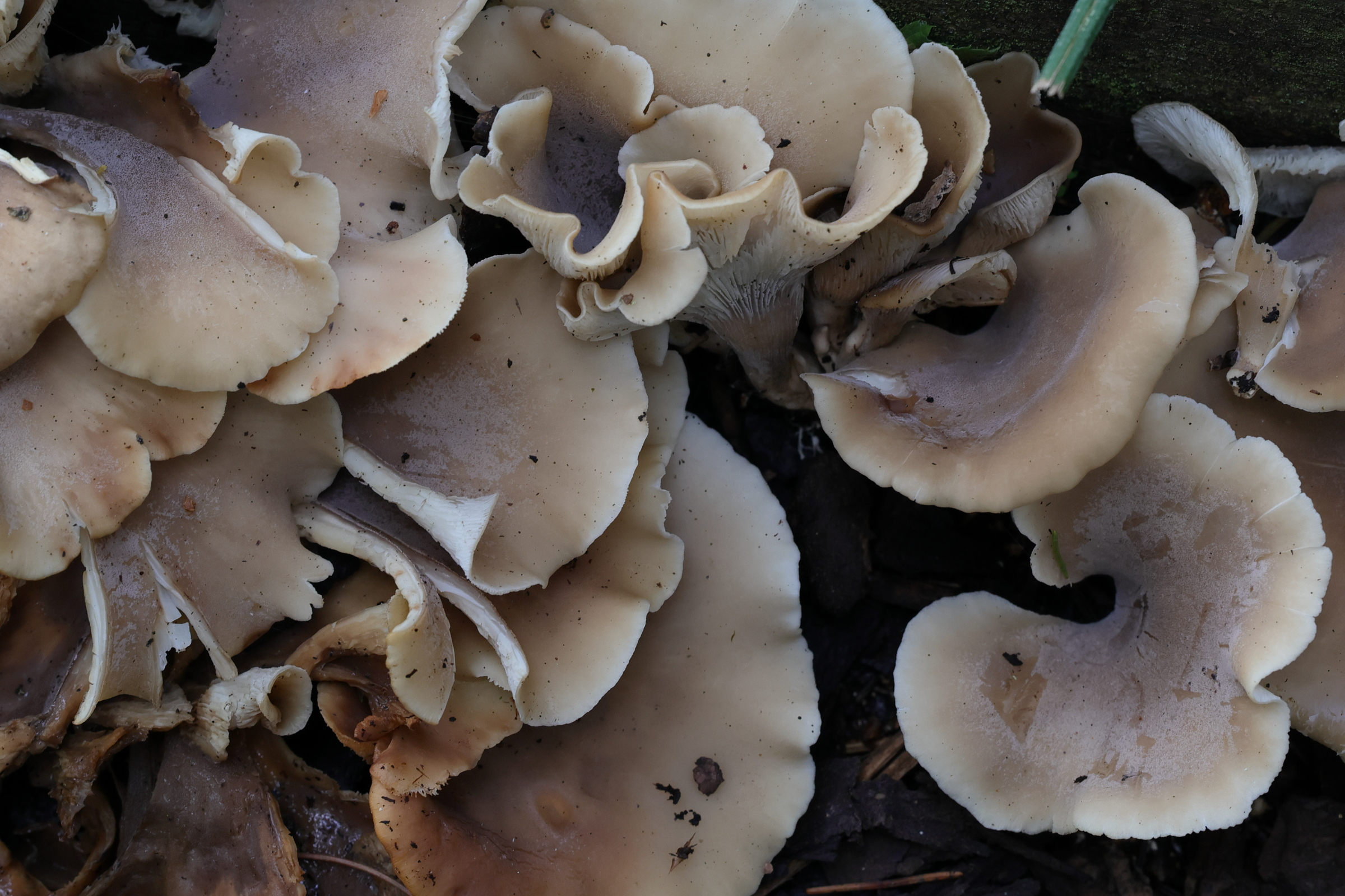 hohenbuehelia_petaloides1md