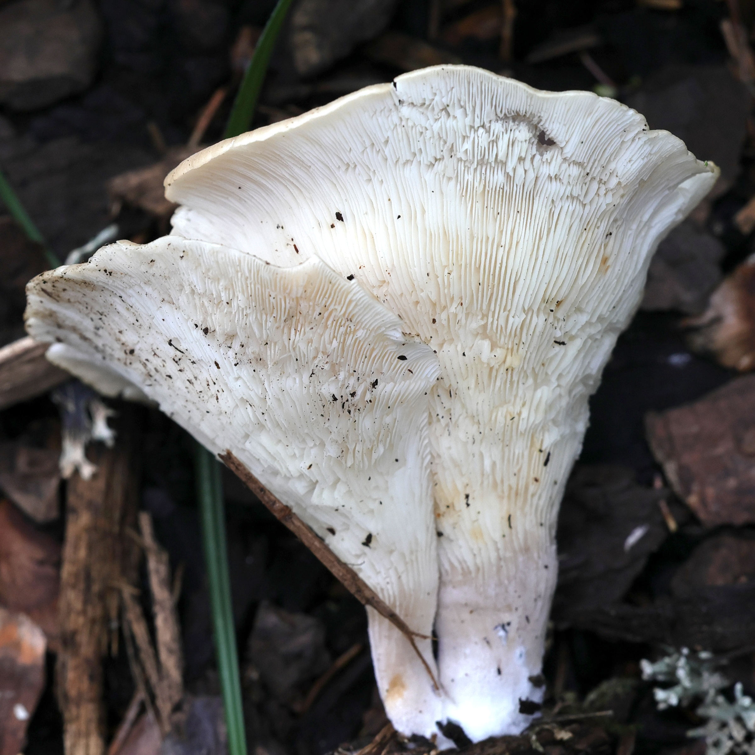 hohenbuehelia_petaloides2md