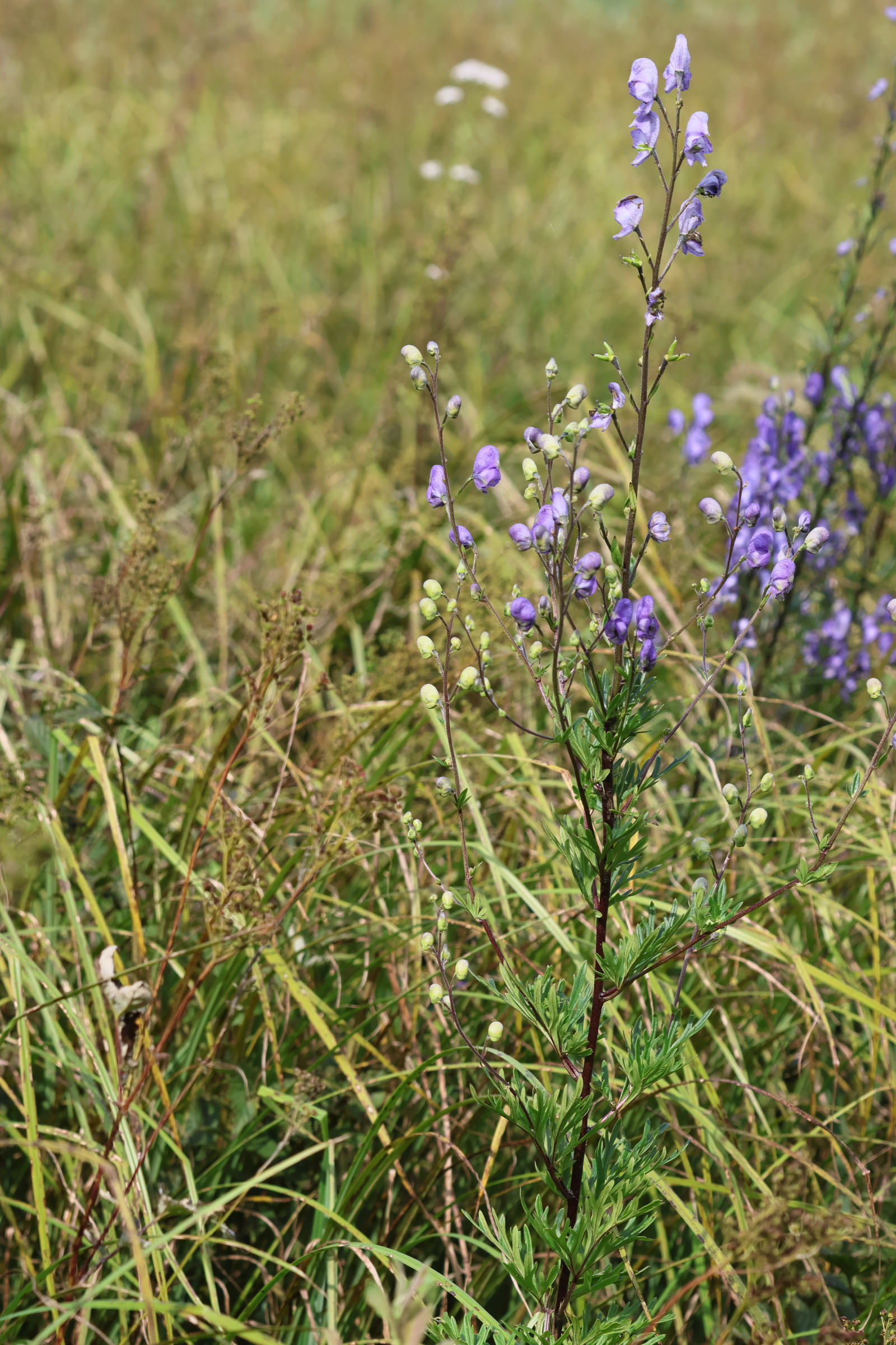 aconitum_napellus_lusitanicum3bd