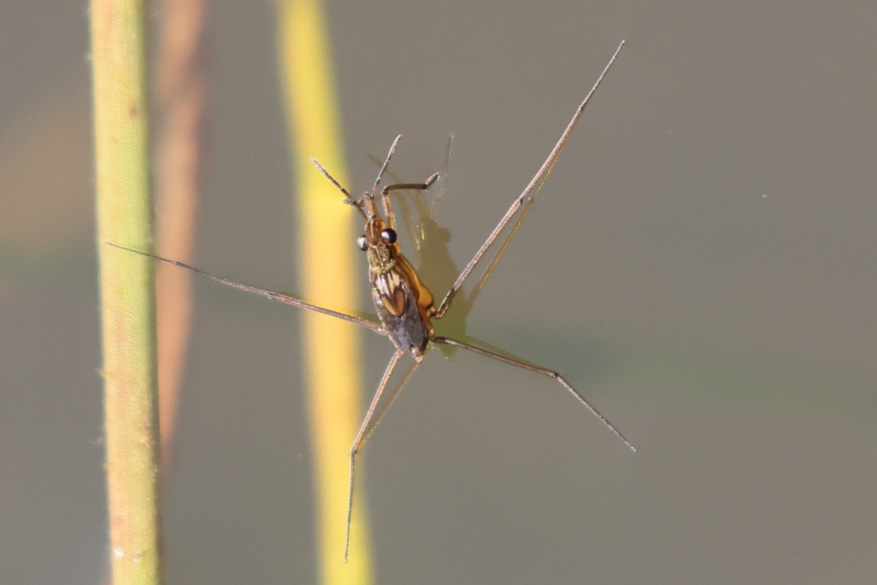 gerris_lacustris_juv1md