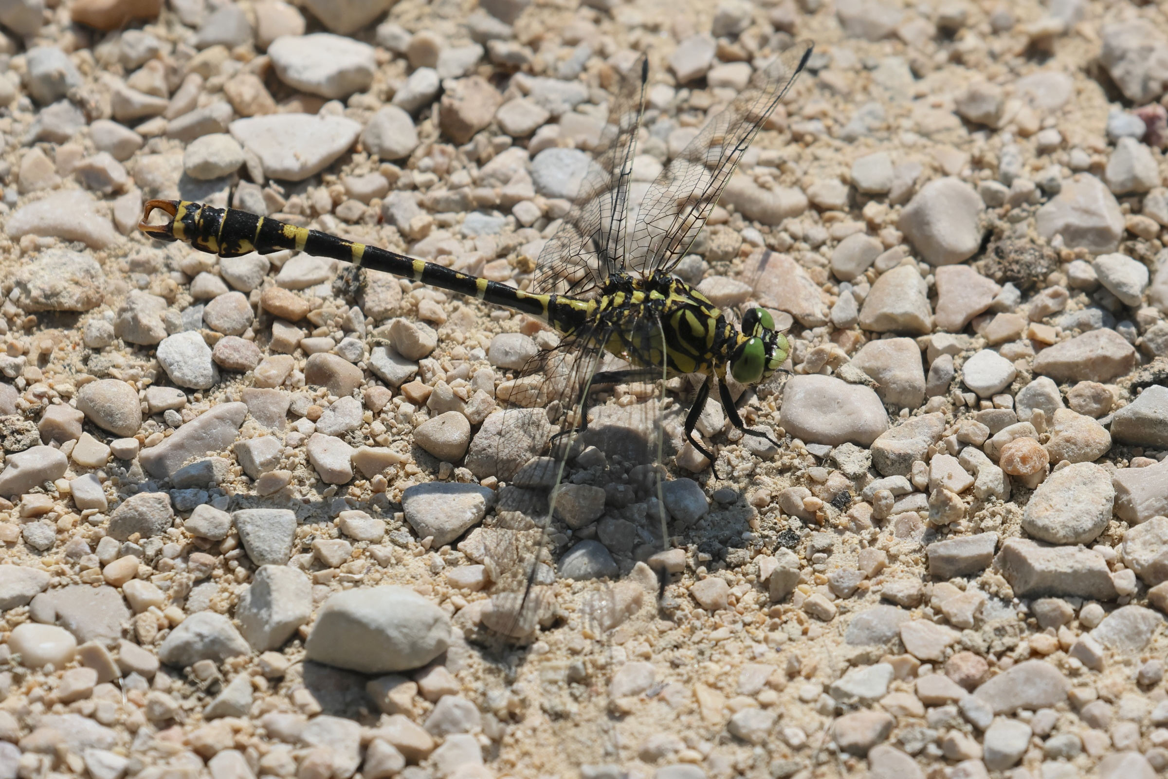 onychogomphus_forcipatus3bd